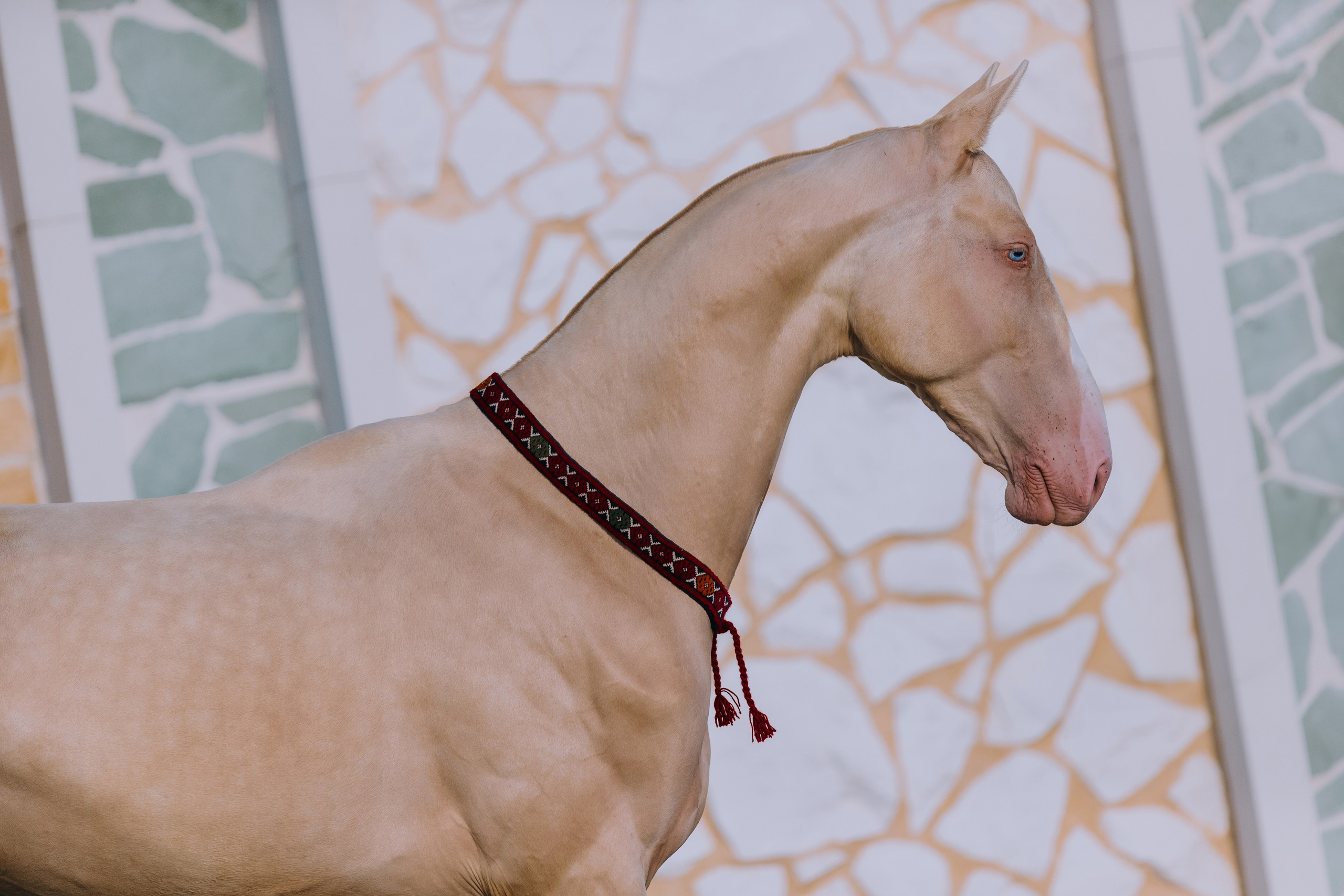 На природе. Фотограф-анималист Ксендзова Кристина