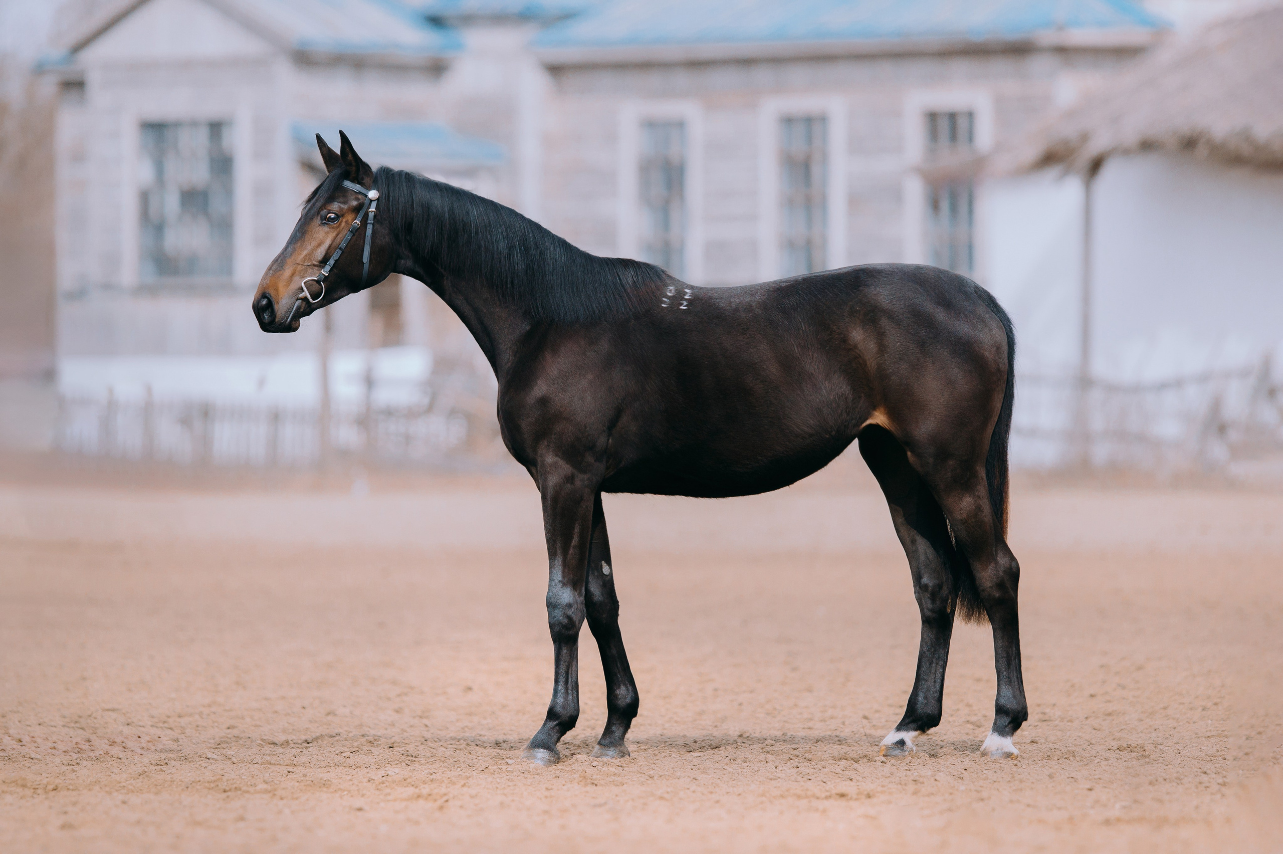 Экстерьеры. Фотограф-анималист Ксендзова Кристина