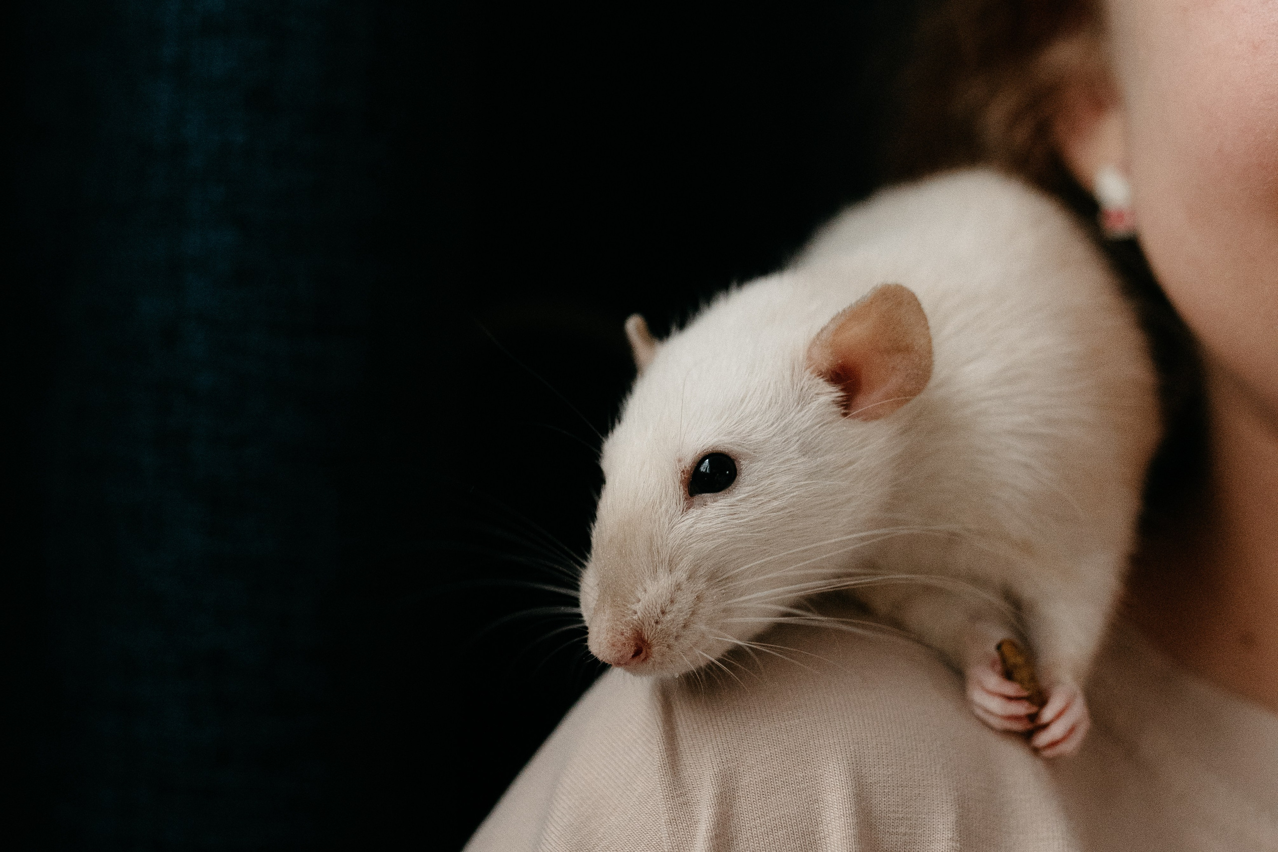 Даша, Диана, Дебби и маленькая крыска. Фотограф анималист в Москве Ольга Агушева