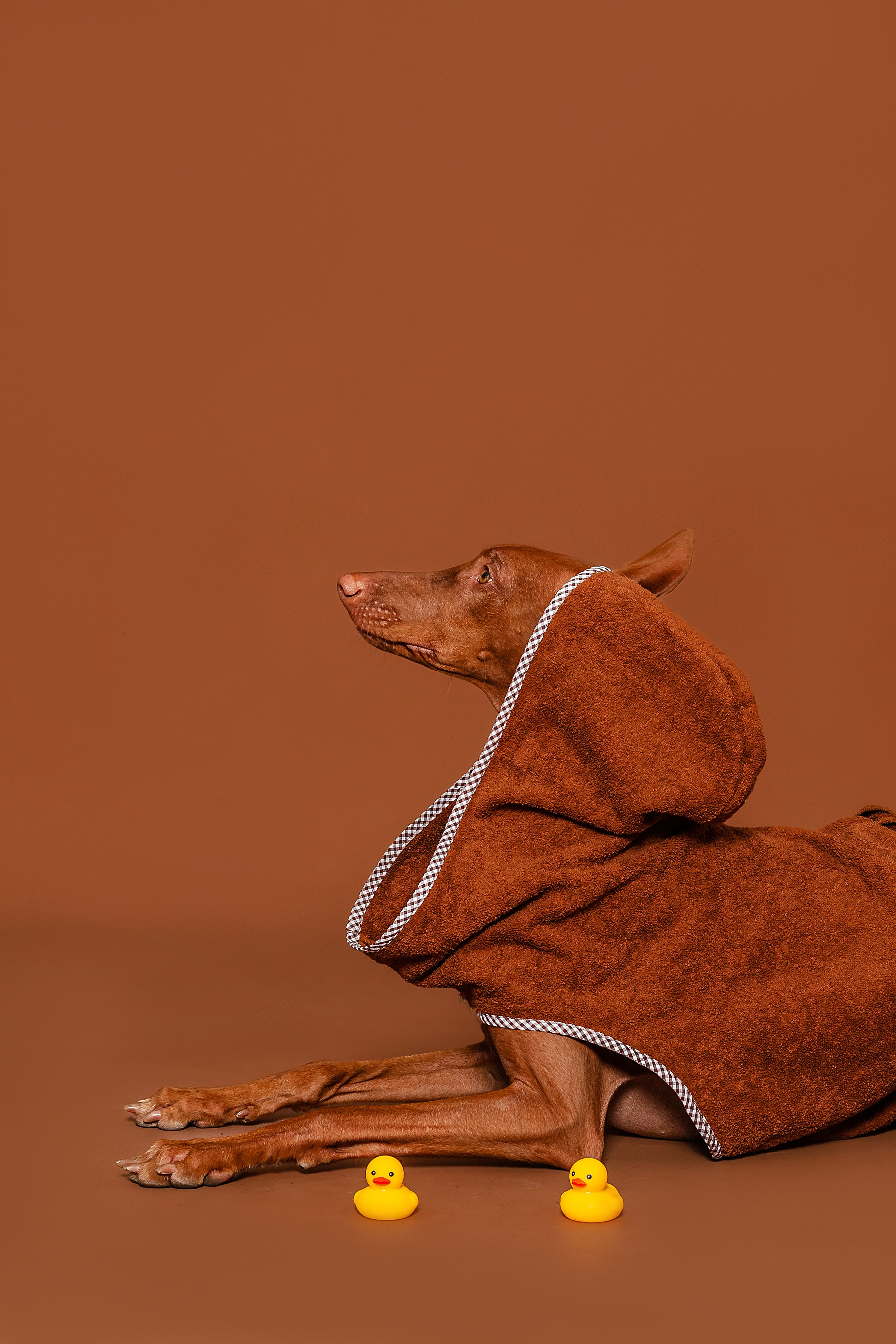 Съемка для бренда TEDDYBOY. Фотограф-анималист Татьяна Степанова