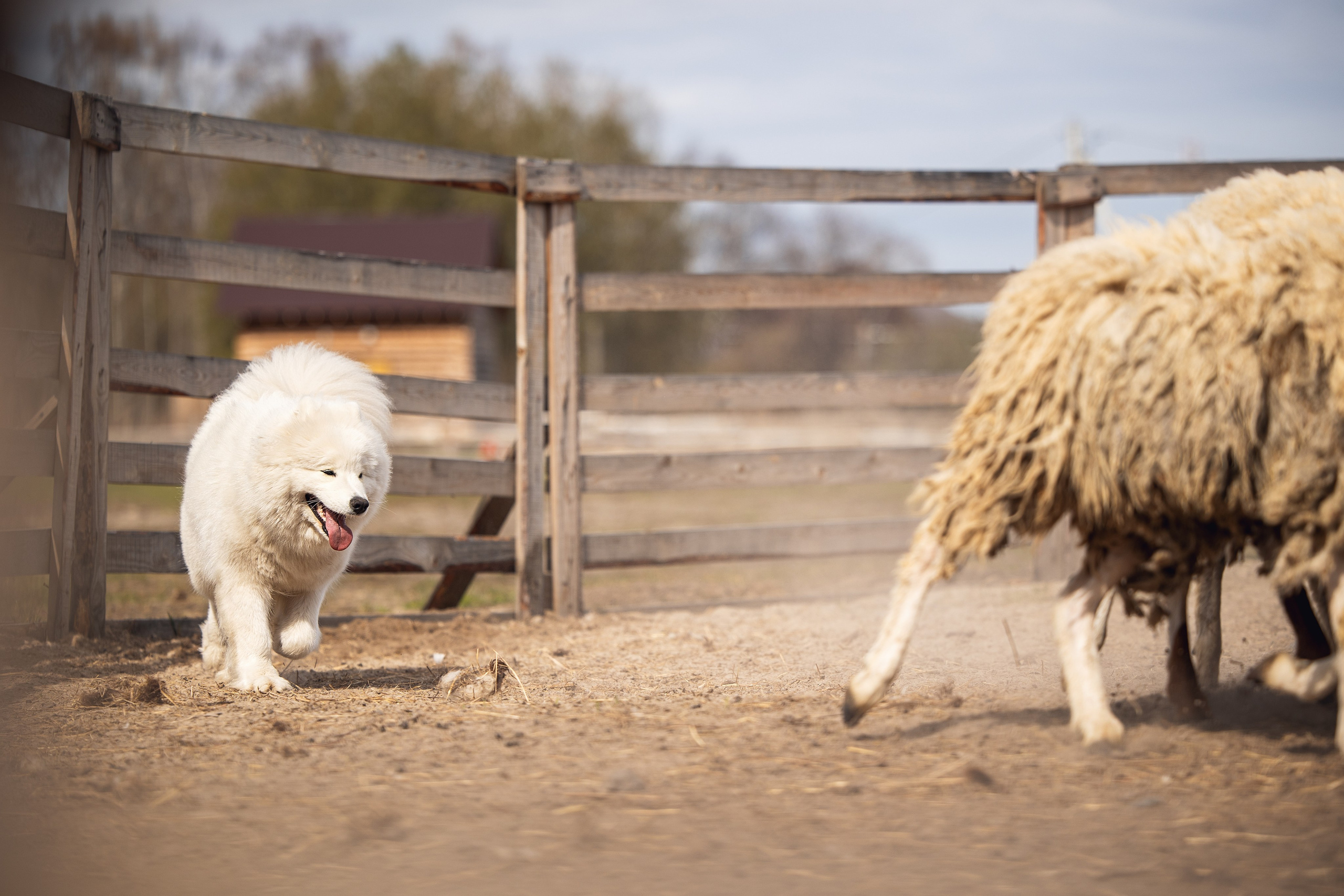 День самоедов 25.05.2024. YULA KOLESOVA | Фотограф — Анималист | Художник | Тюмень
