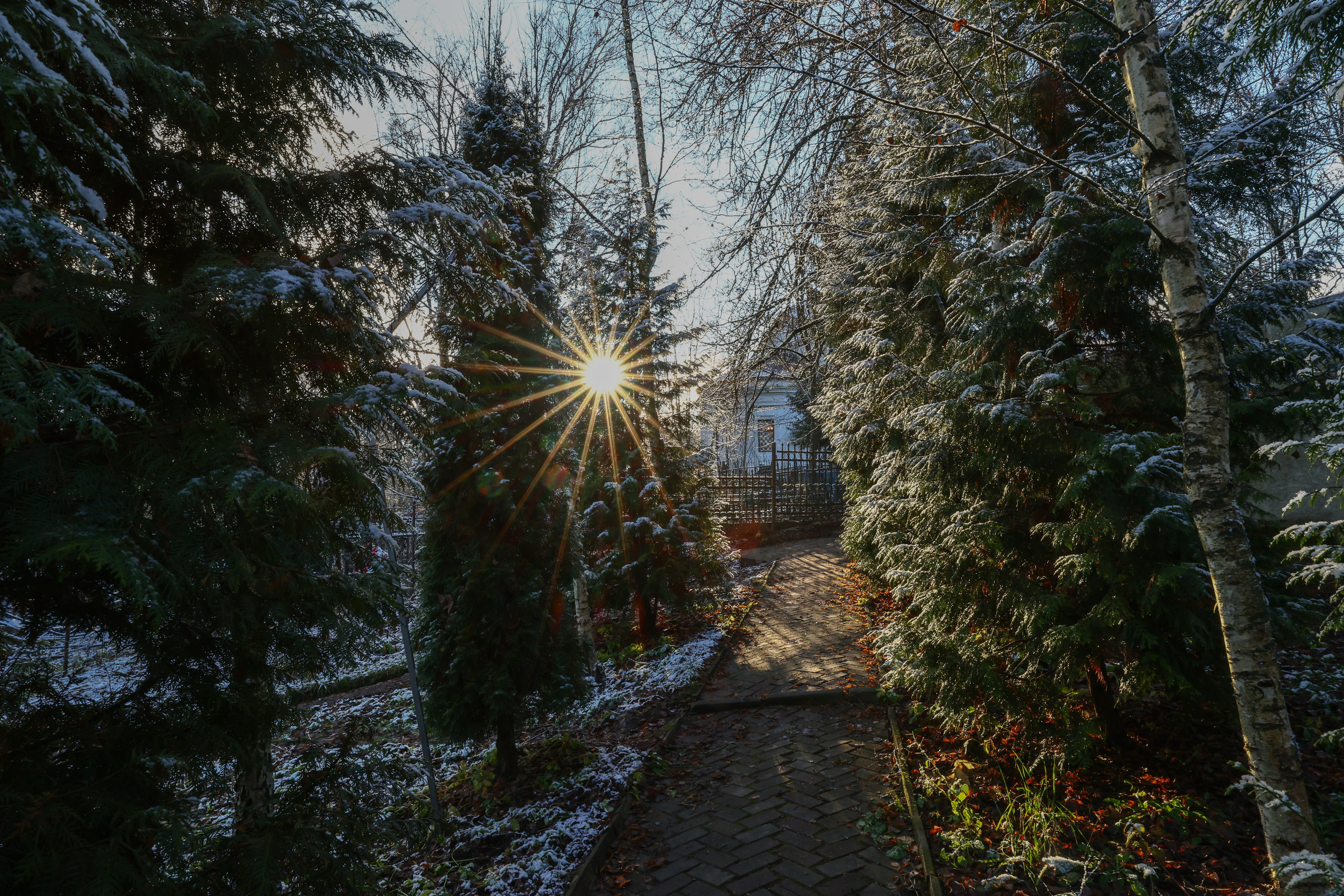 Два лепестка Химкинского марафона у дома, 23.11.25. Фотограф Сергей Ловкий