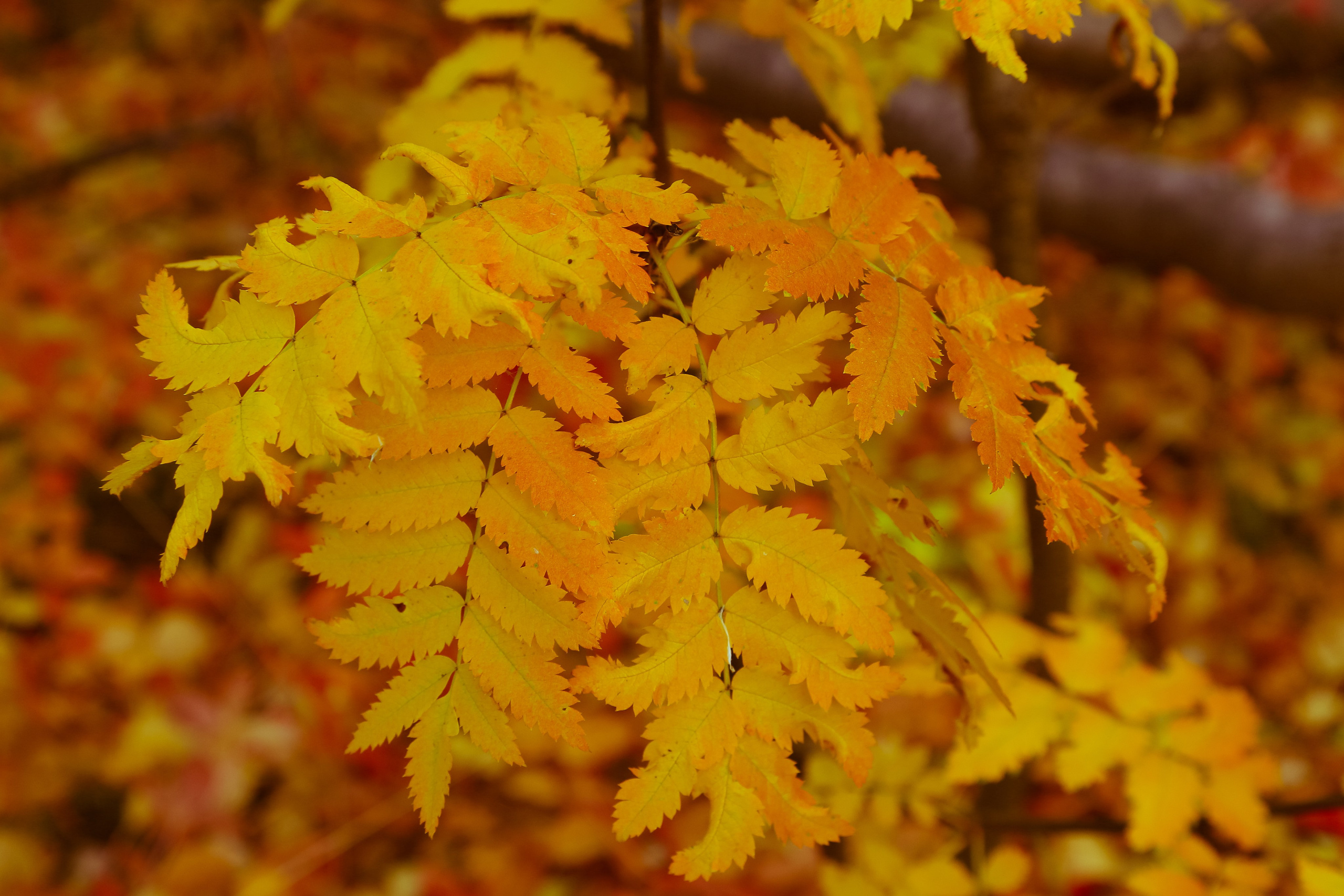 Мир растений. Пейзажи Крайнего Севера. Баренцево море, Рыбачий, Средний, Немецкий