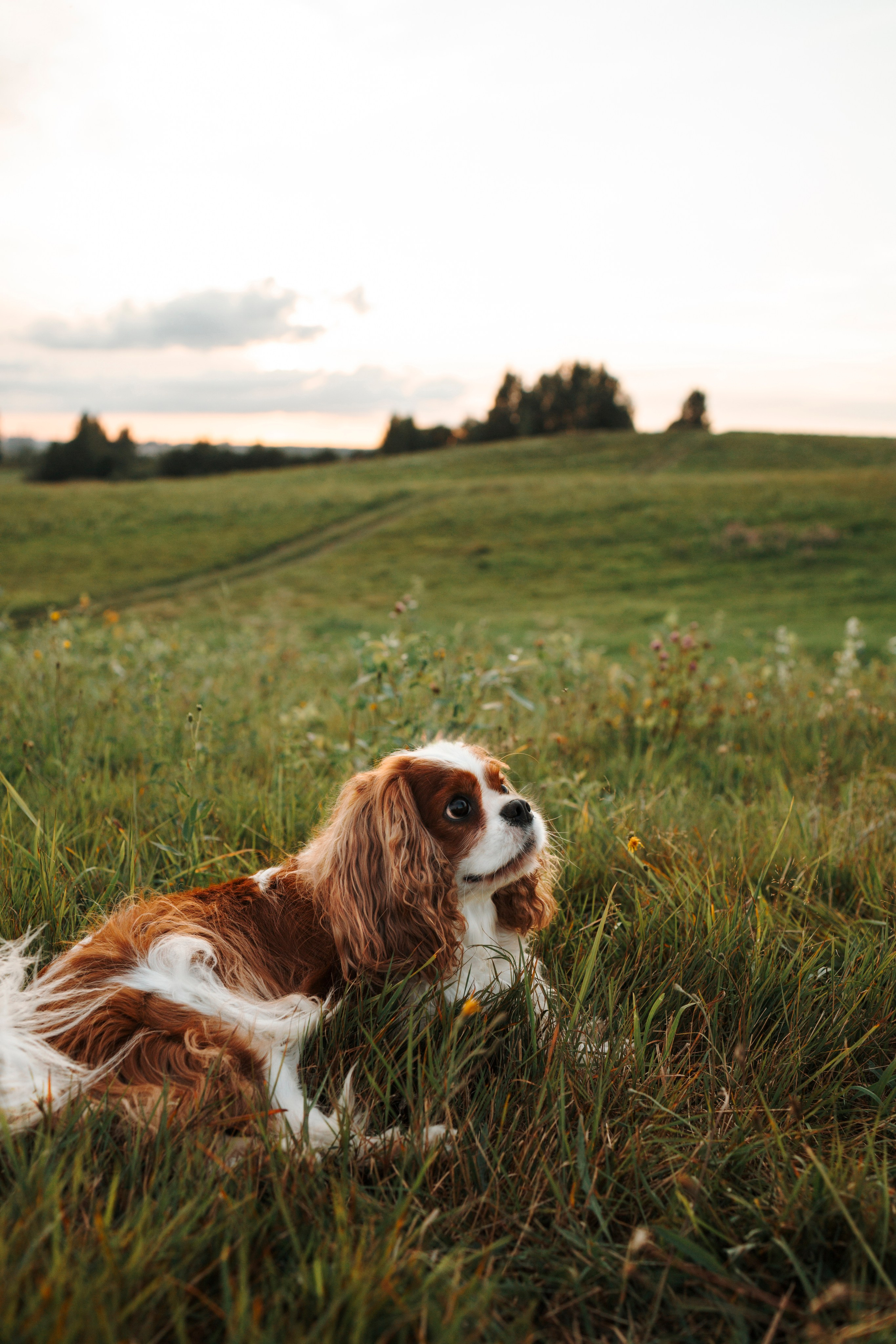 На закате Катерина, Луна и Рикки. Фотограф-анималист в Санкт-Петеребурге Титова Алиса