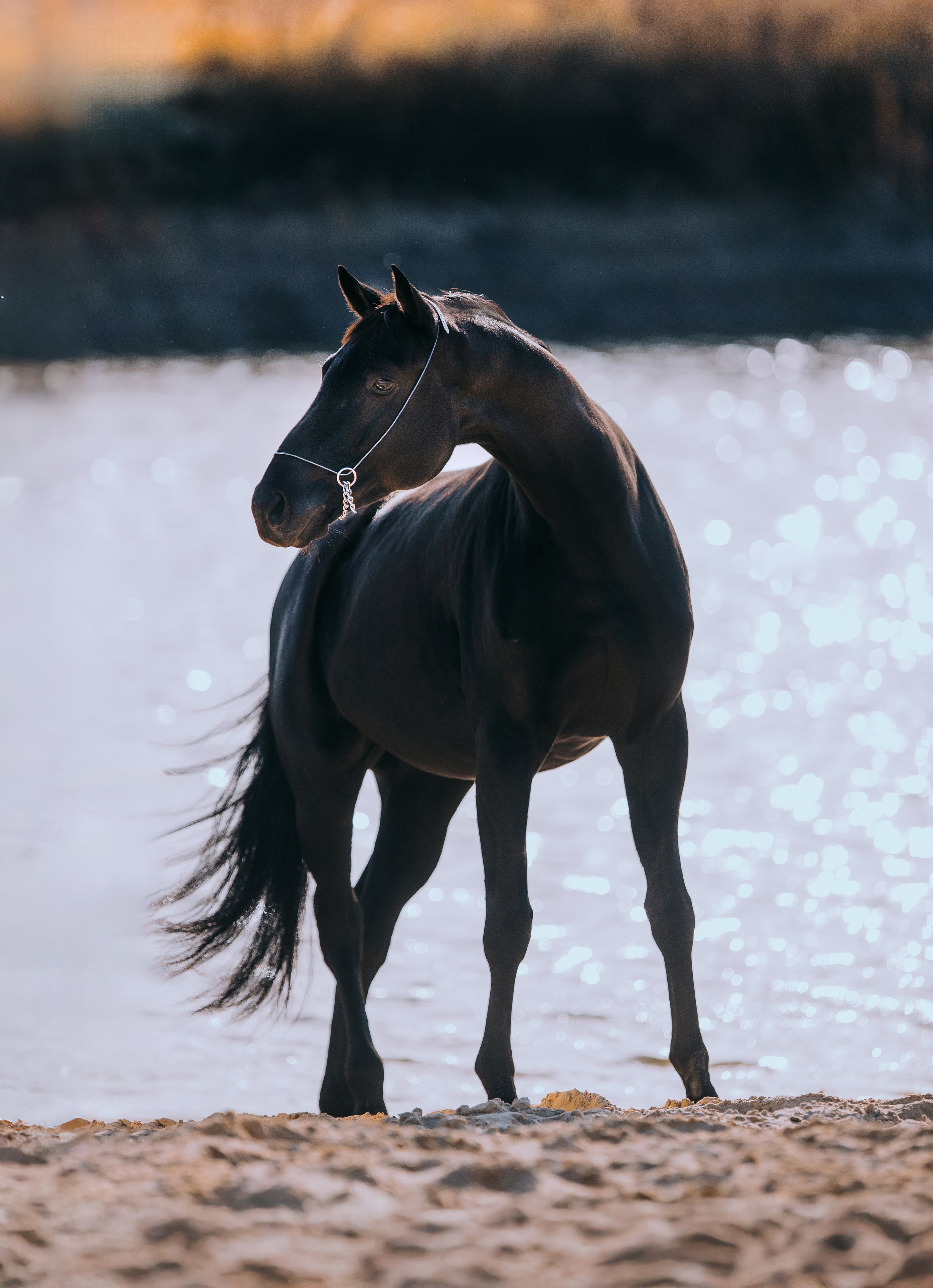Разное. Фотограф-анималист Ксендзова Кристина