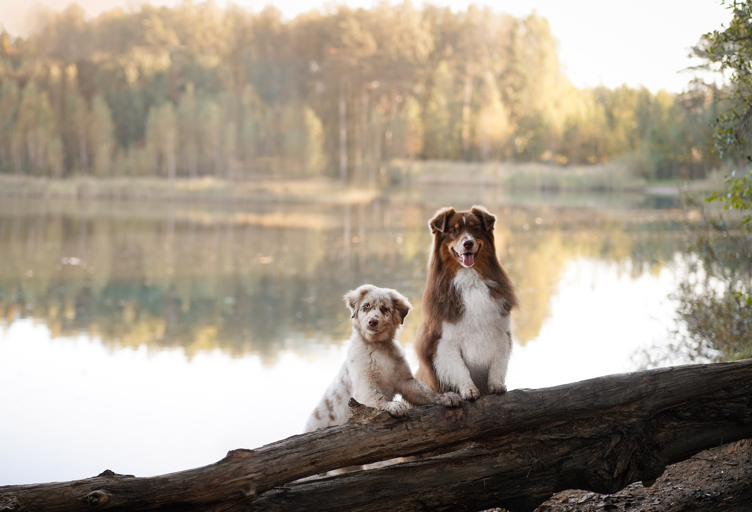Катя Сэнди и Рокки. Фотограф-анималист в Санкт-Петербурге Яна Мартынова