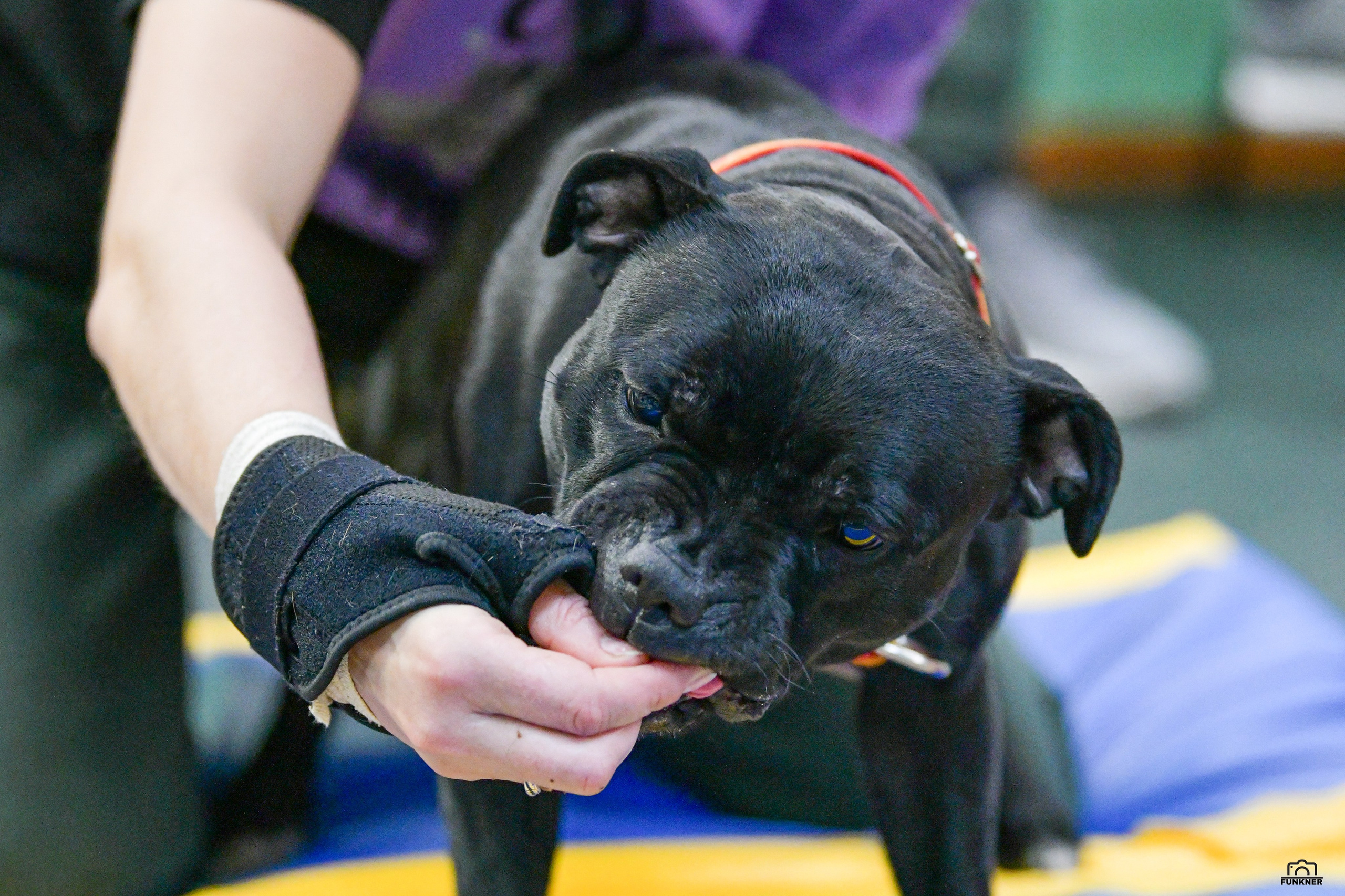 Кинологический клуб «Бодрый хвост». Свой взгляд через объектив