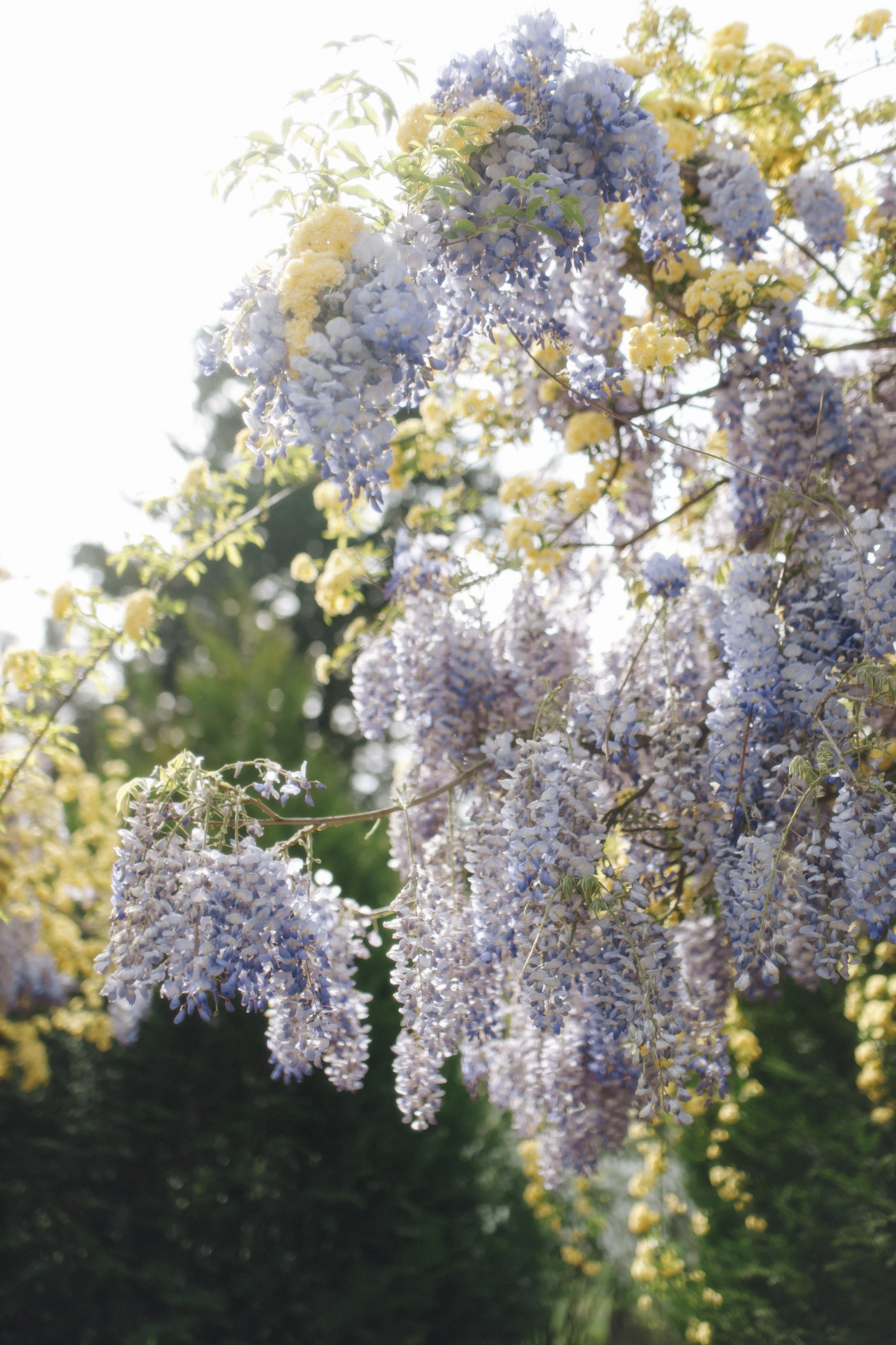 Regina & Alexander. Свадебный фотограф в Севастополе и Крыму| Tanya Sher