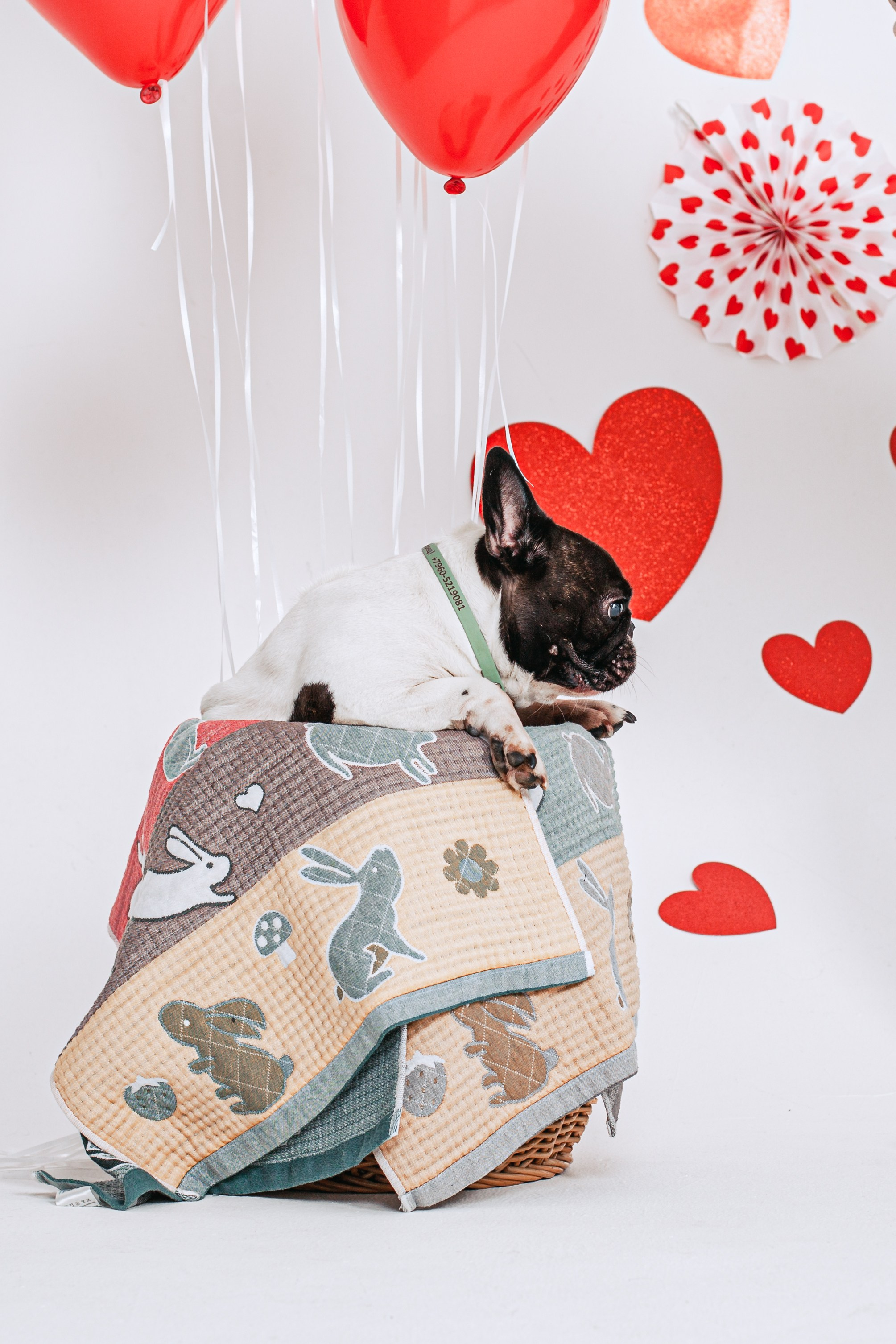 Пижамная вечеринка французских бульдогов и их хозяев. Фотограф-анималист Татьяна Степанова