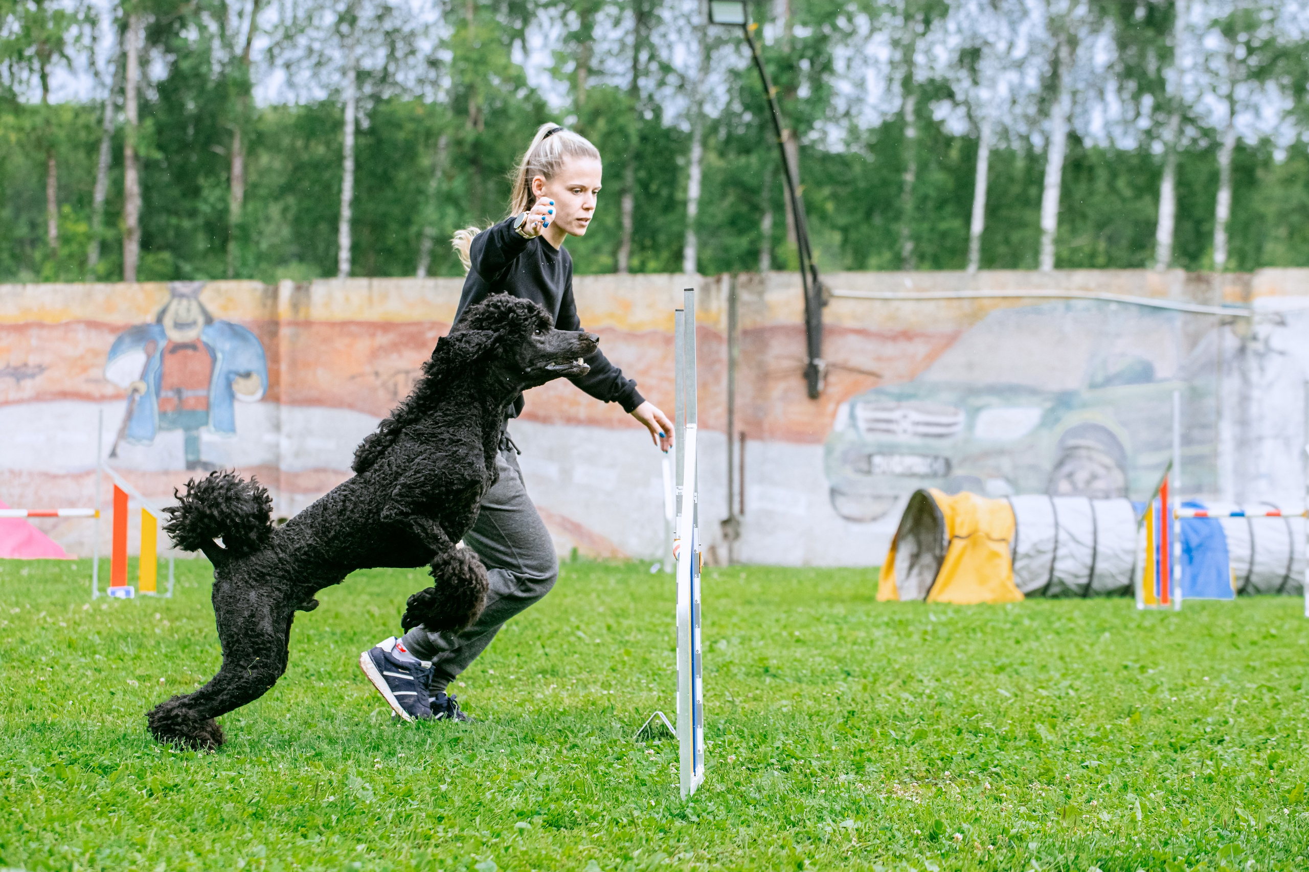 Соревнования по аджилити Долгопрудный 30.06.2025. Фотограф-анималист Татьяна Степанова