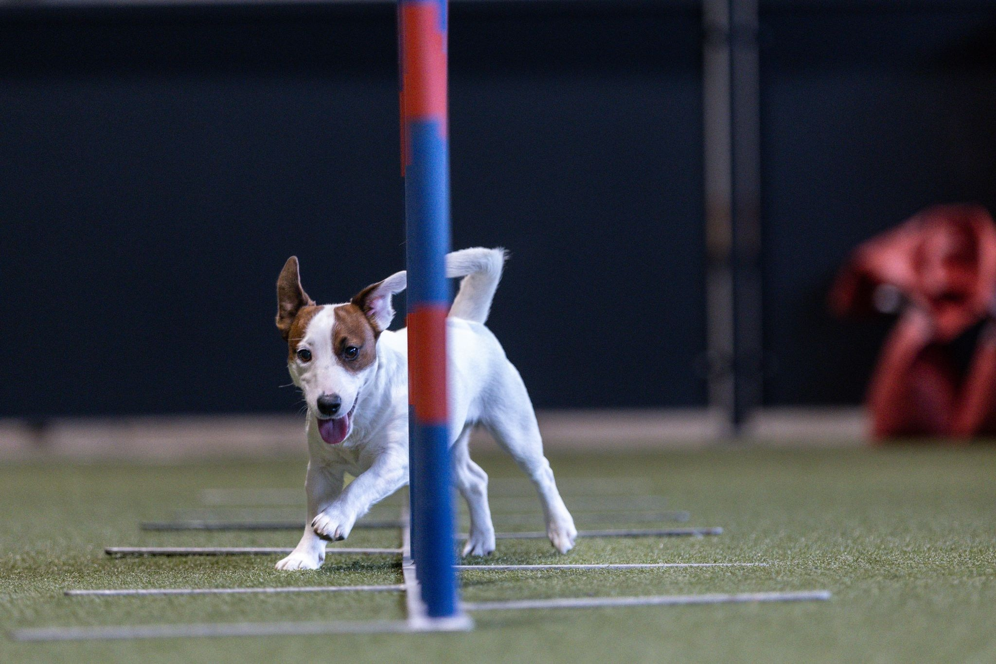 CANE MAESTRO MARSHMALLOW. CANE MAESTRO — kennel Jack Russell Terrier