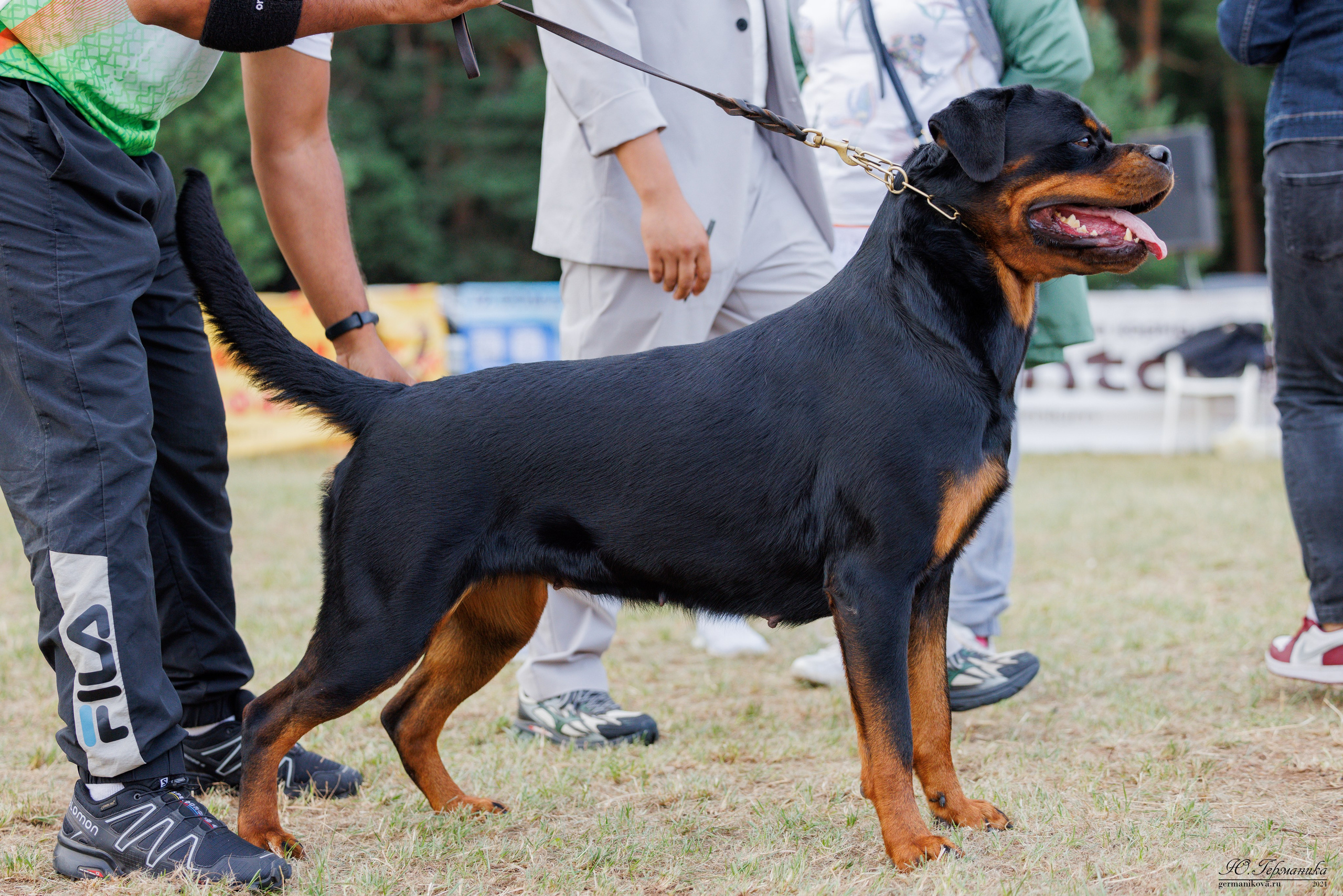 ПК и КЧК ротвейлеры Тверь 6-7.07.2024. Фотограф-анималист Юлия Германика