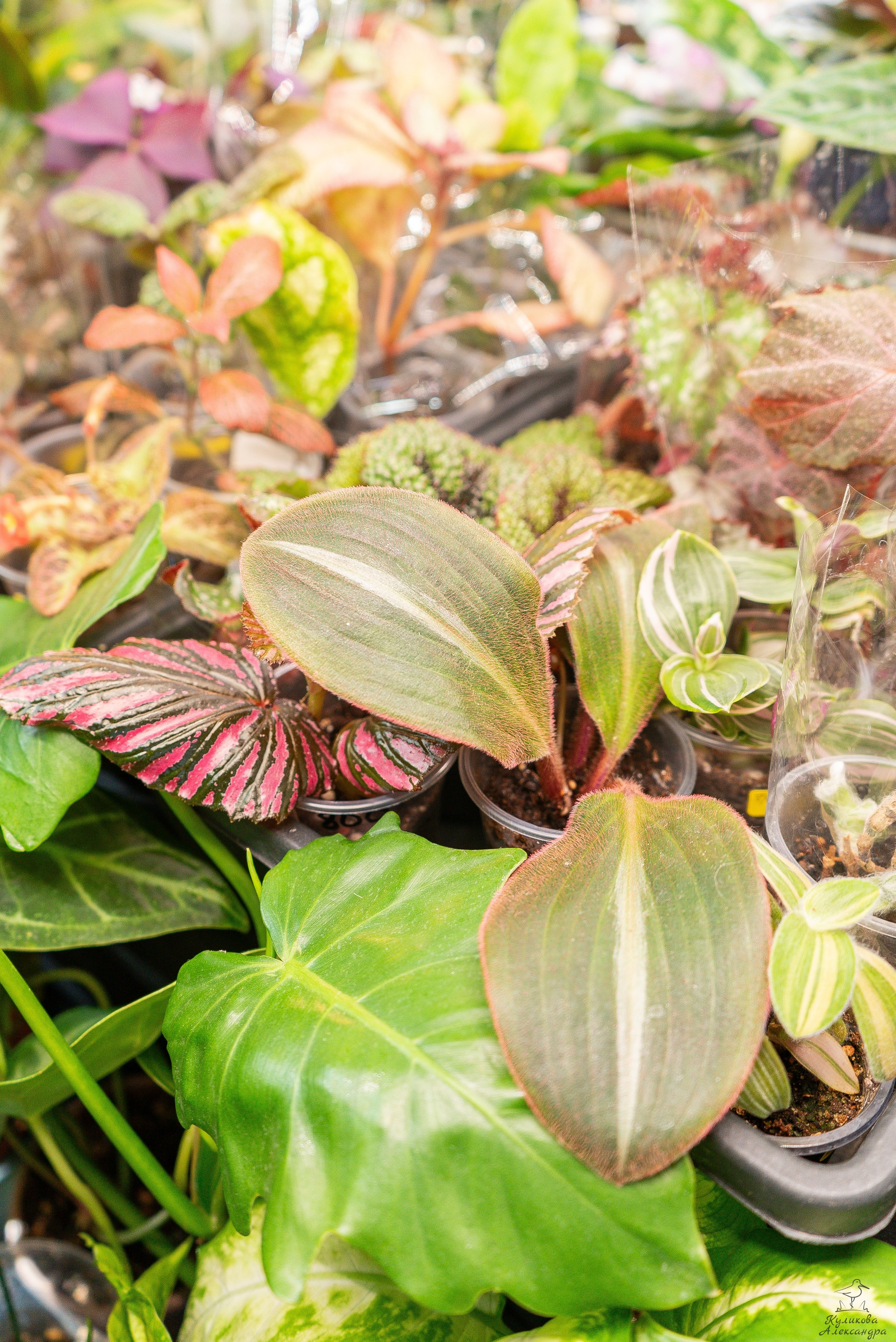 Гроубокс Артплей апрель. Александра Куликова фотограф, Москва