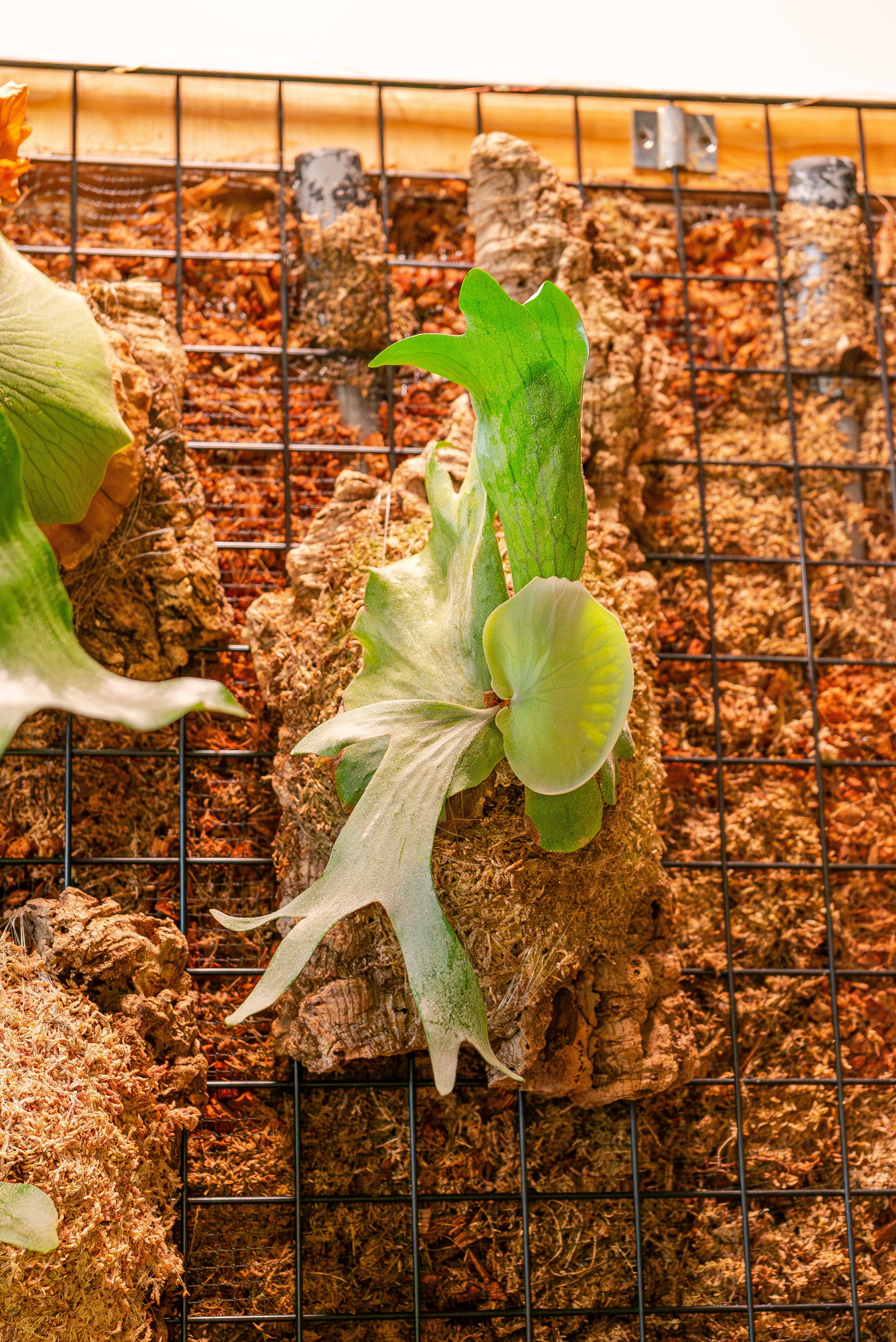 Make more plants. Александра Куликова фотограф, Москва