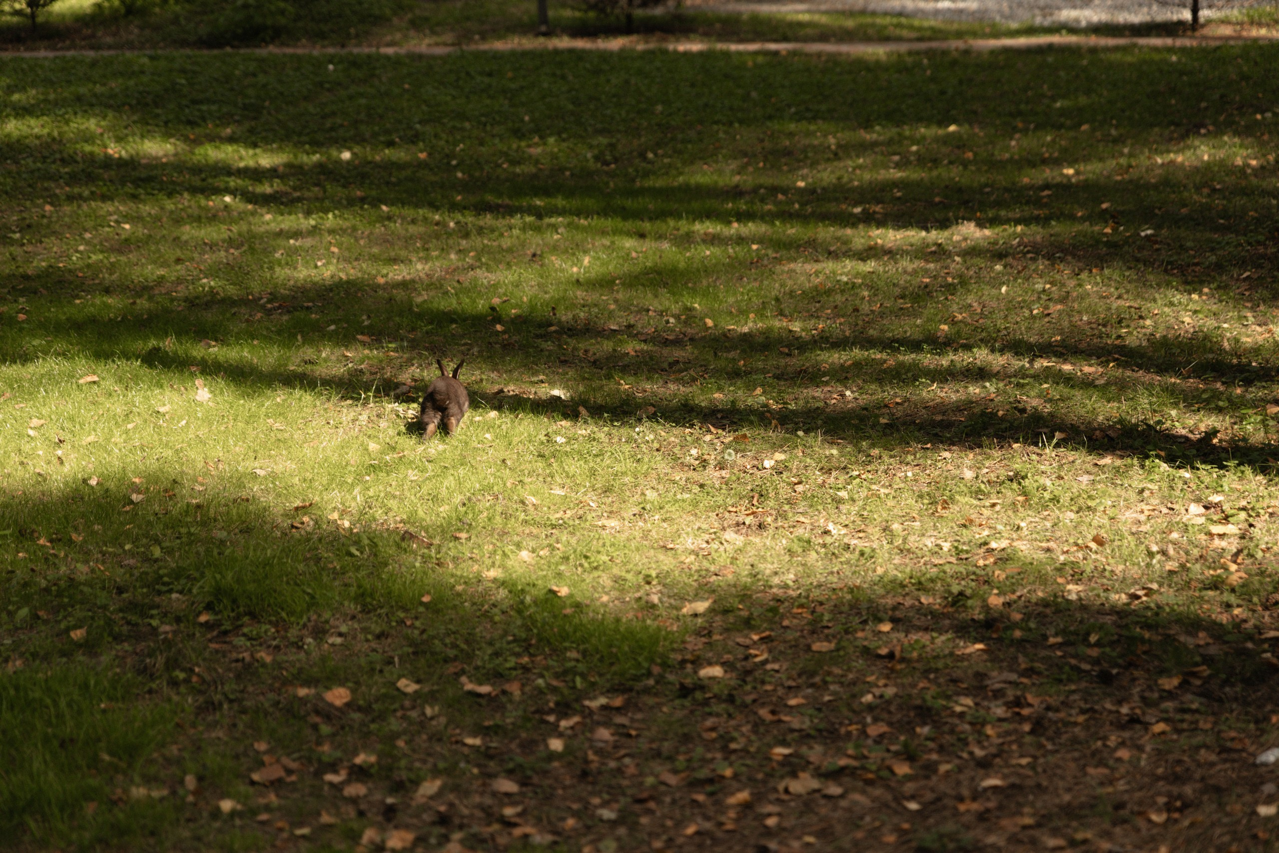 Игорь и Ангелина. Свадебный фотограф Ирина Поздеева в Томске/Северске