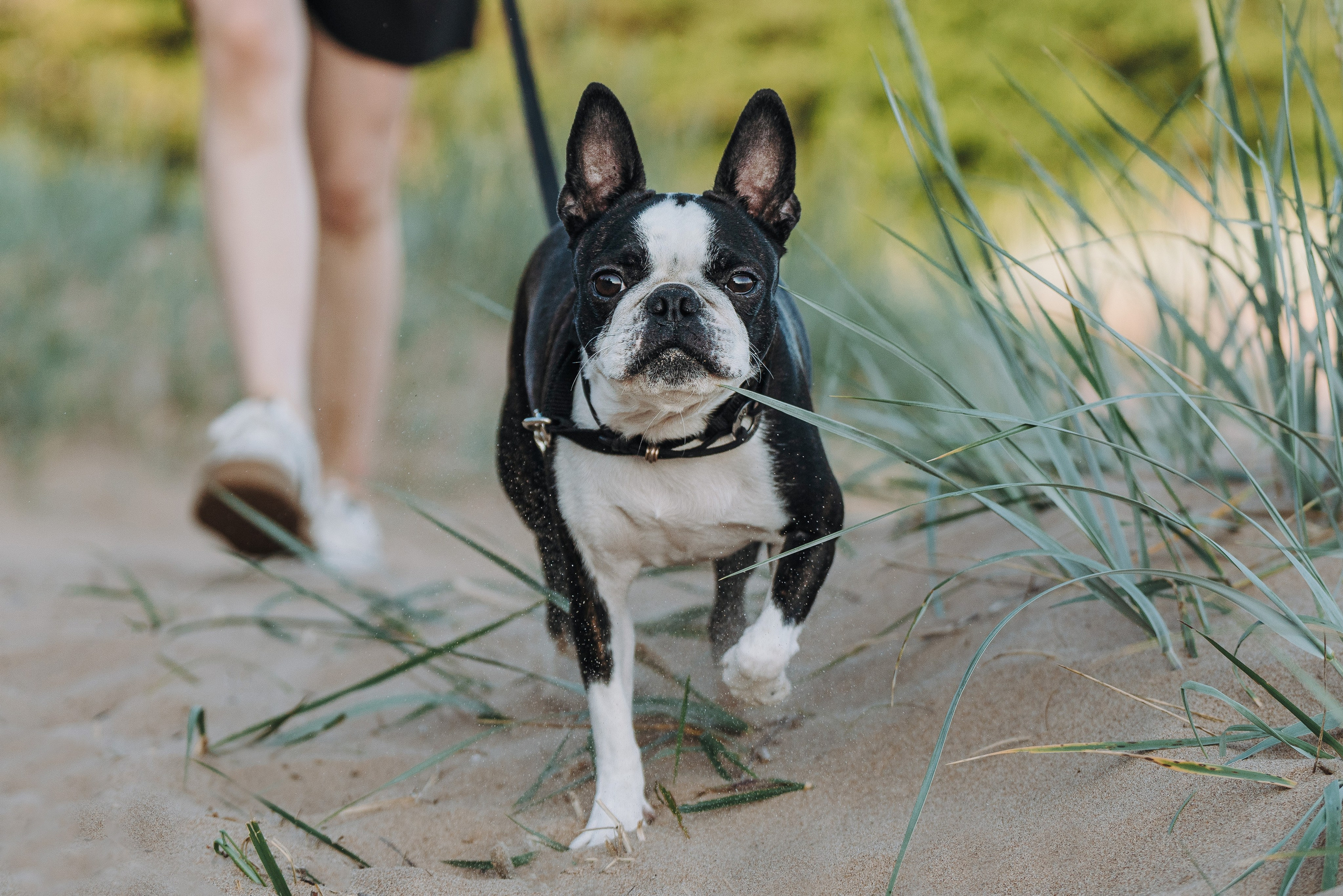 Анаита и Дора. Фотограф анималист в Спб недорого Олеся Майорова