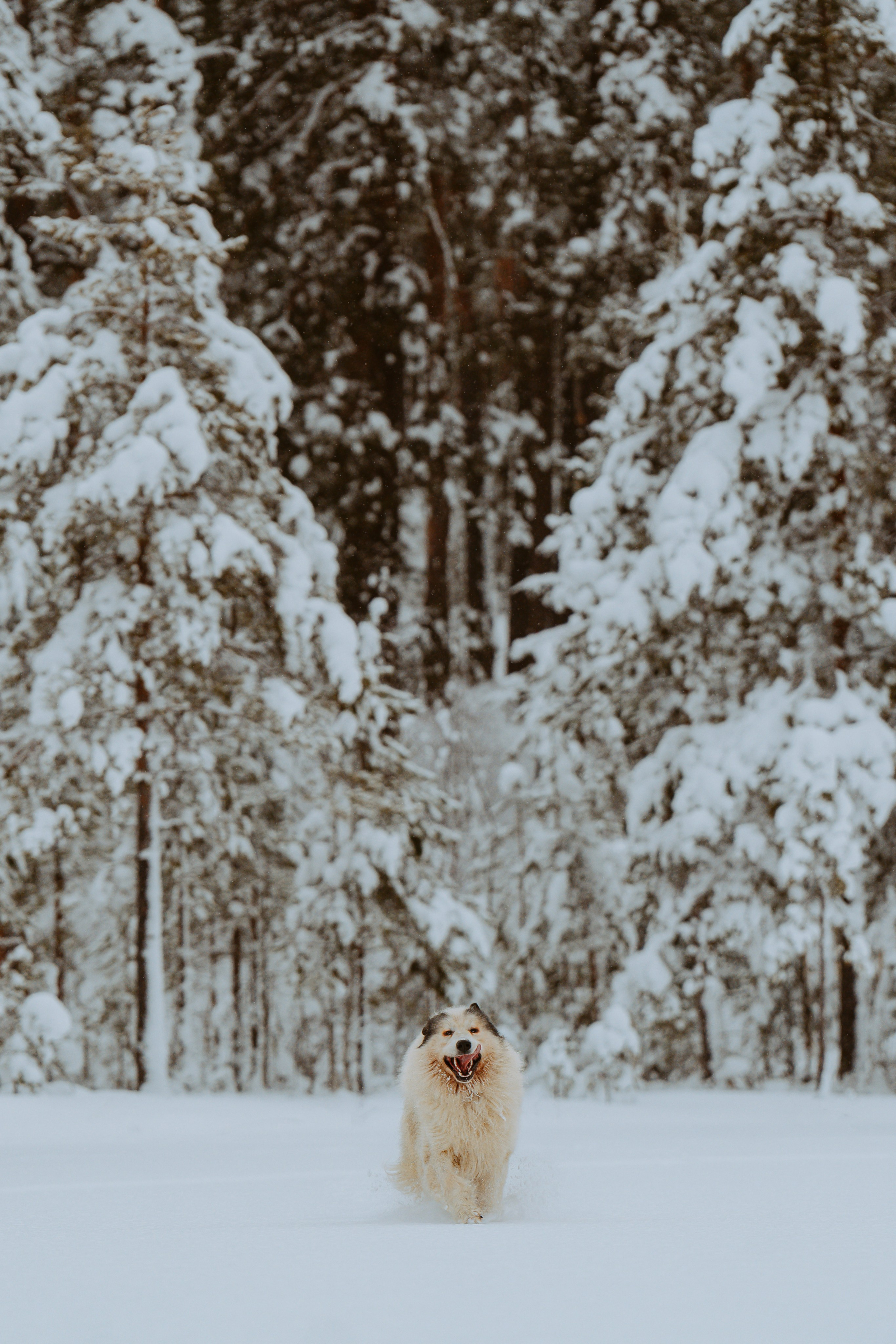Фотограф питомцев в Санкт-Петербурге. Фотограф анималист в Спб недорого Олеся Майорова