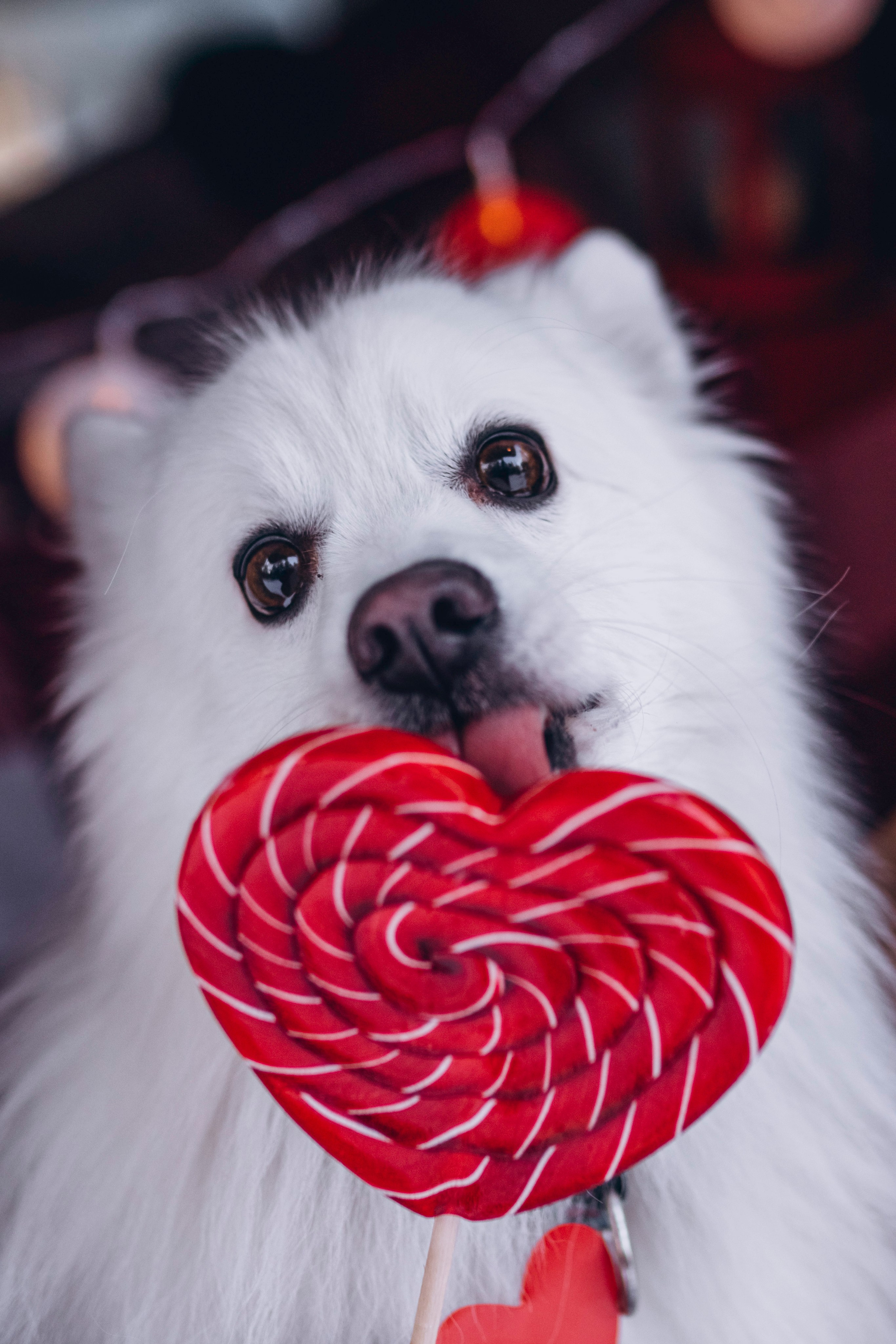 Фотодень Святого Валентина. Фотограф анималист в Спб недорого Олеся Майорова