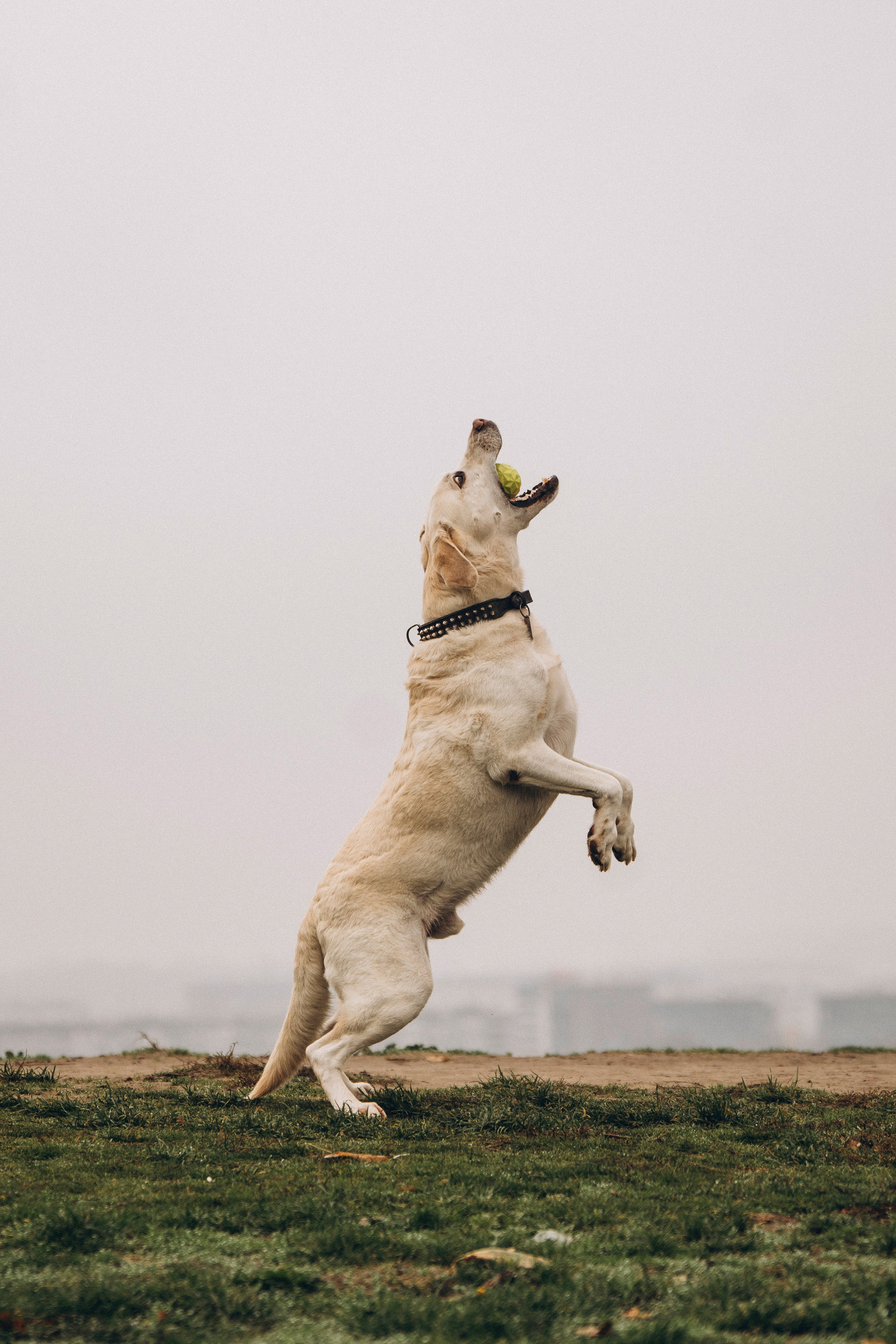 Вати, Лена и Леван. Фотограф анималист в Спб недорого Олеся Майорова