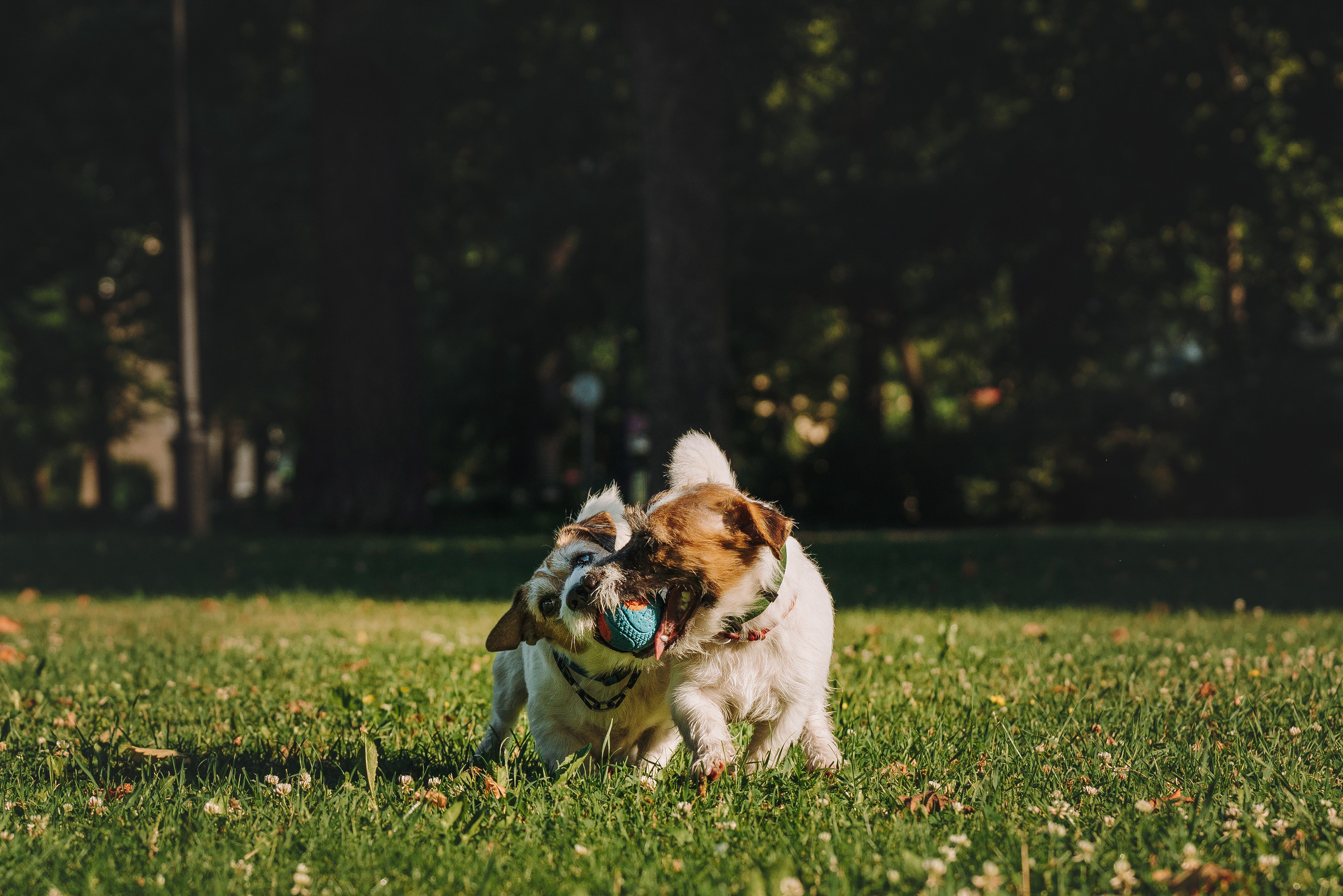 Ларс, Лукас и Ольга. Фотограф анималист в Спб недорого Олеся Майорова