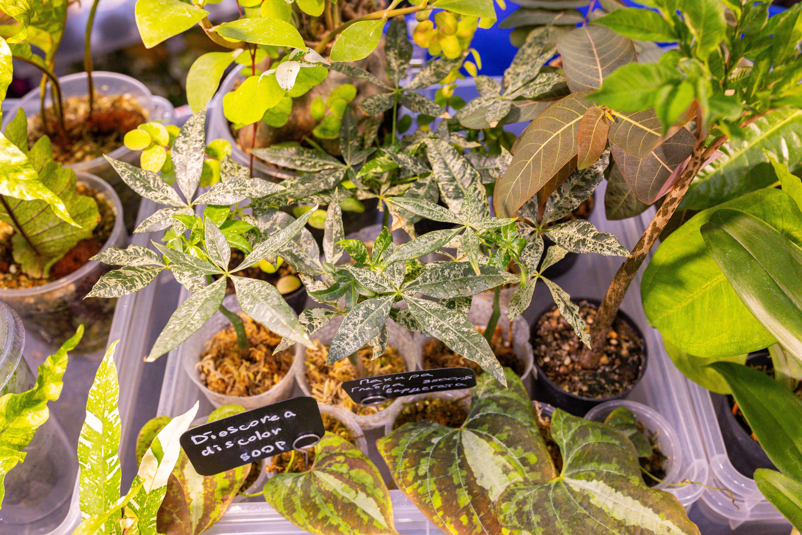 Монстериум 11–12 октября. Александра Куликова фотограф, Москва