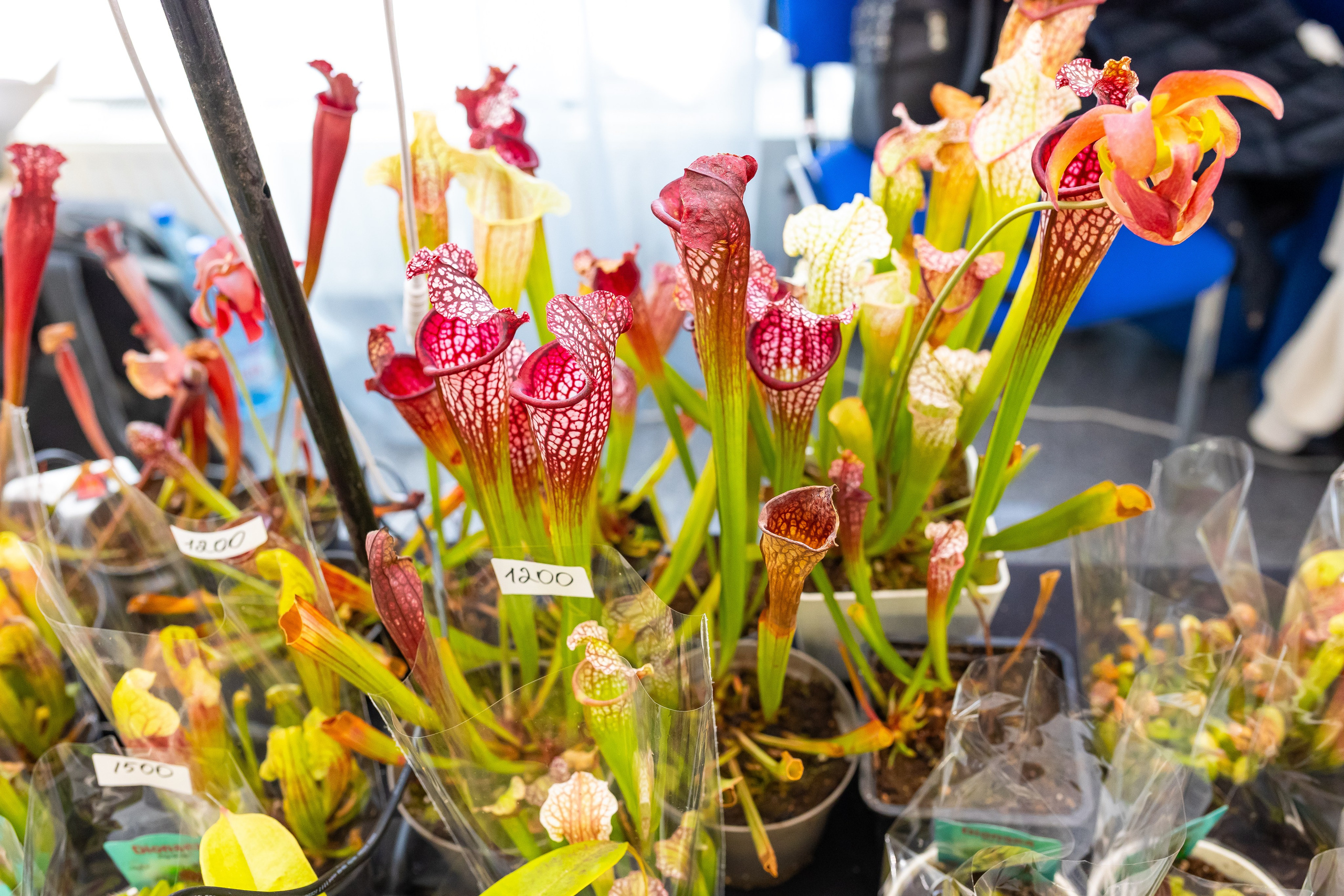 Монстериум апрель 2025. Александра Куликова фотограф, Москва