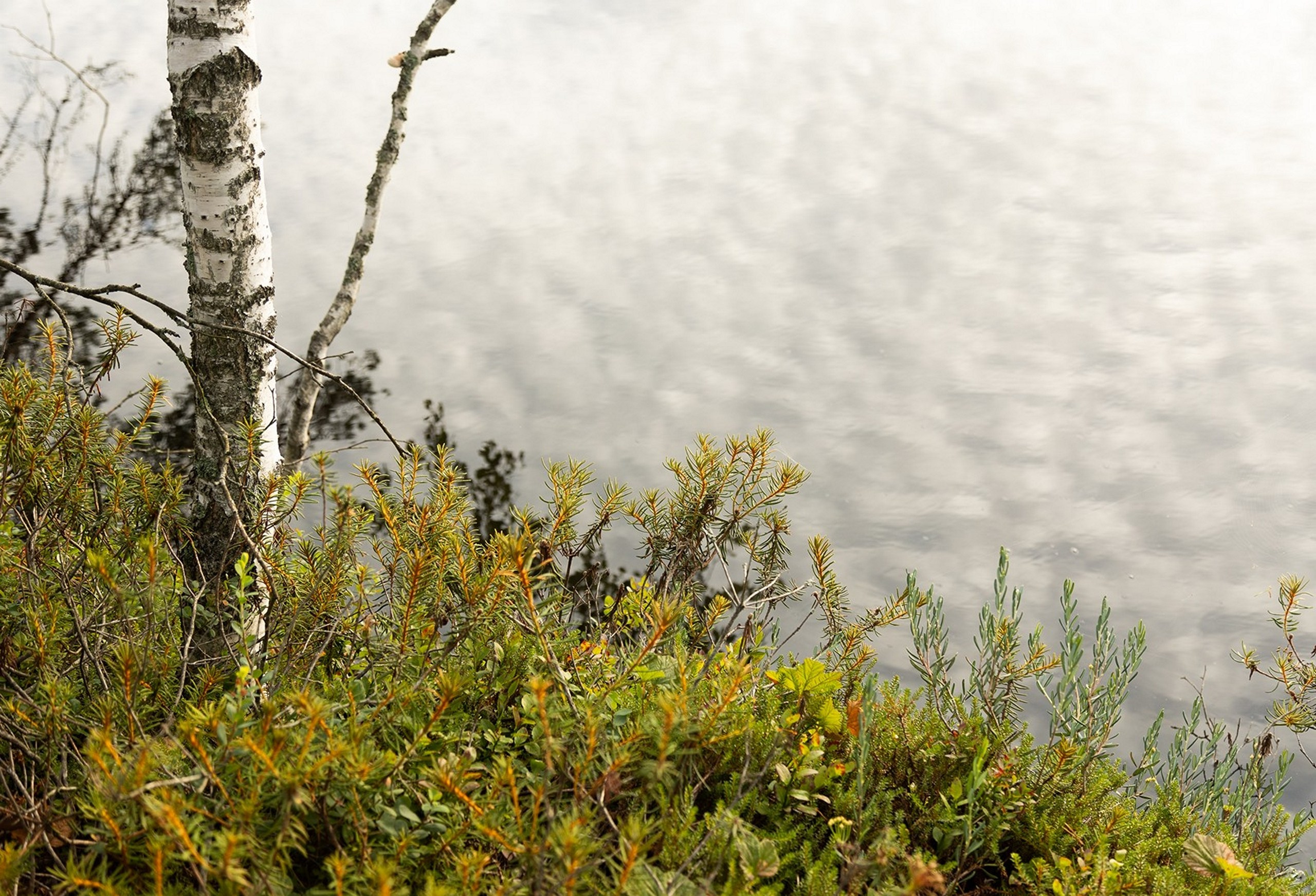 Карельский Перешеек. Фотограф Владимир Медведев