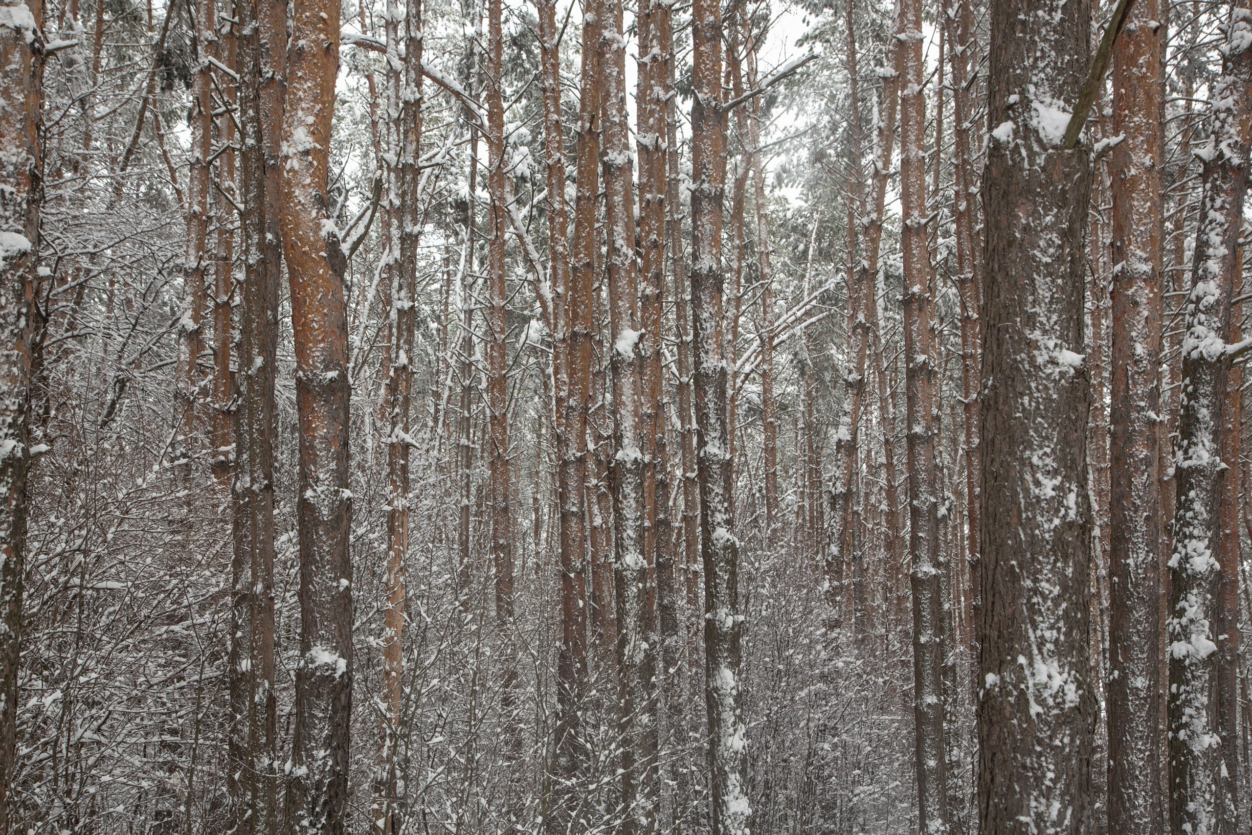 Средняя полоса России. Фотограф Владимир Медведев