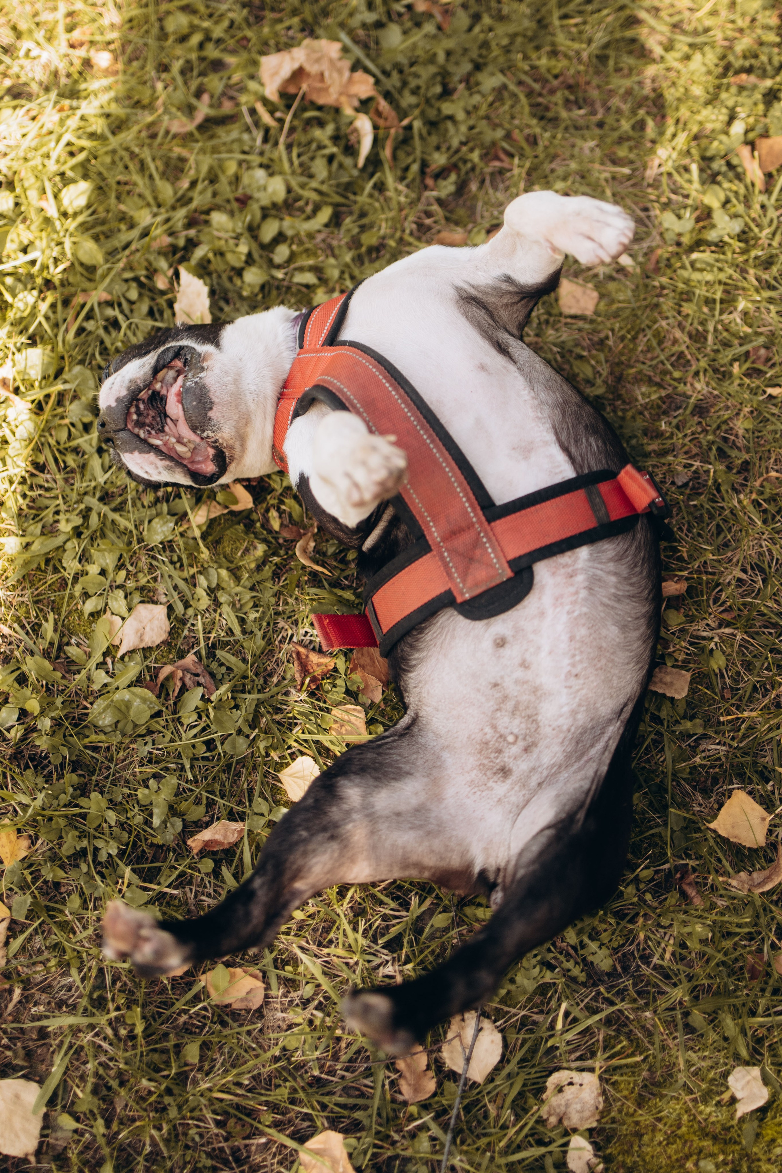 Оля и бульдоги