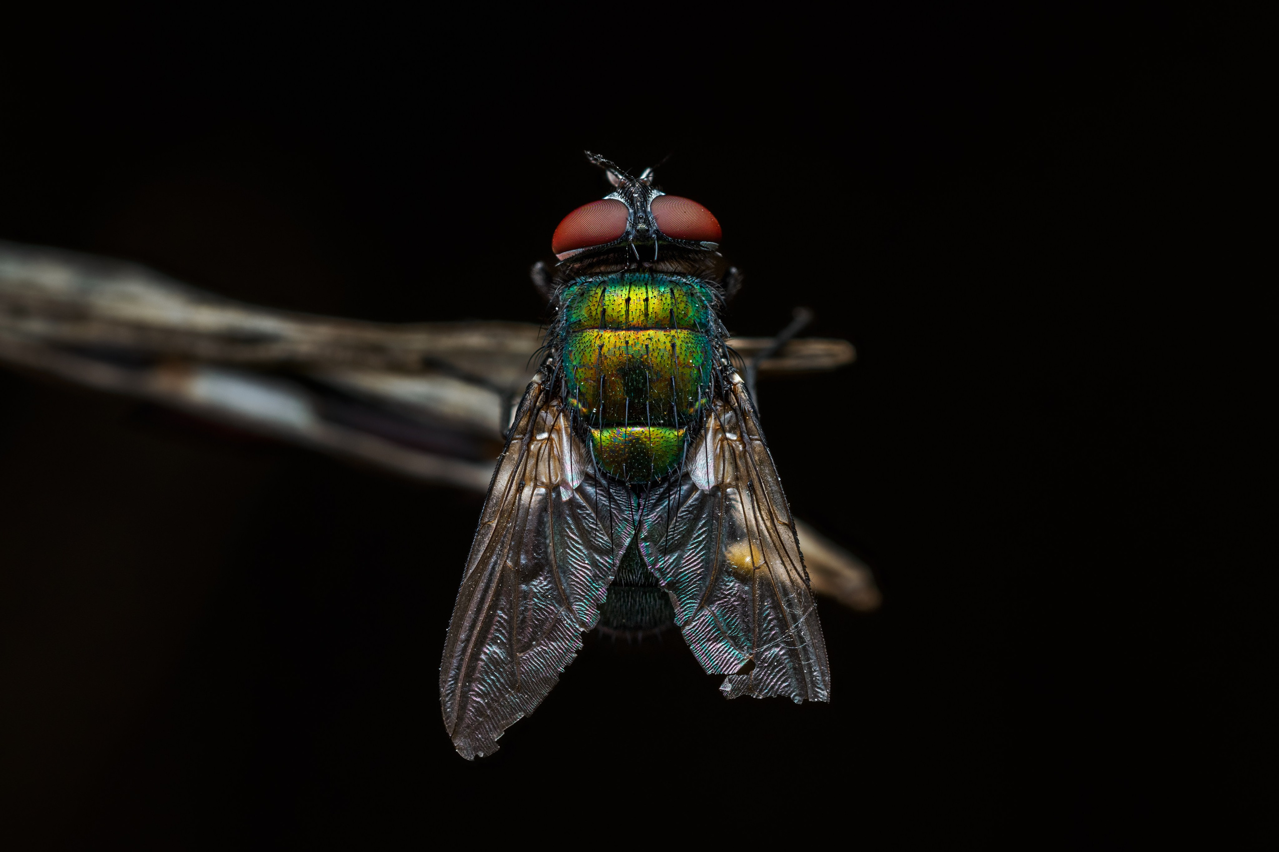 Зеленая мясная муха