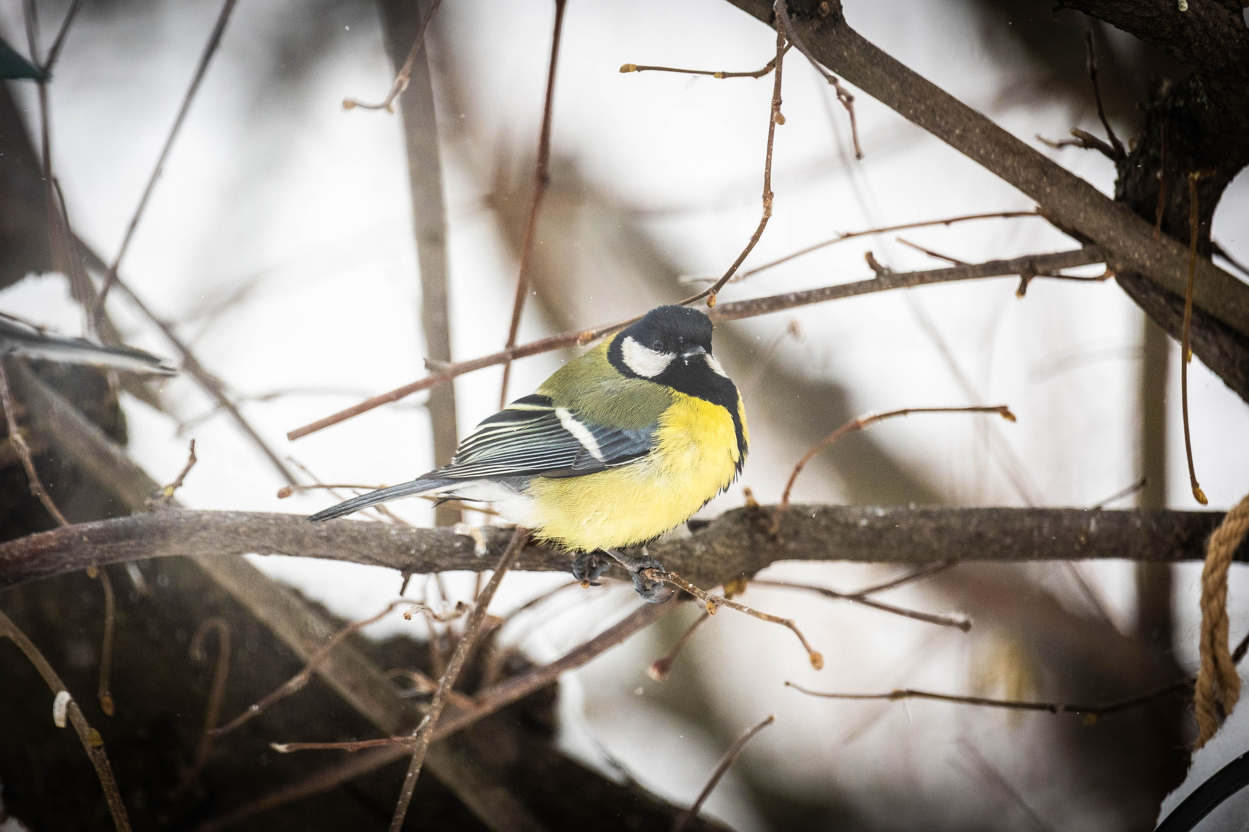 Дикий животный мир. Фотограф-АниМалист Анна Абрамова