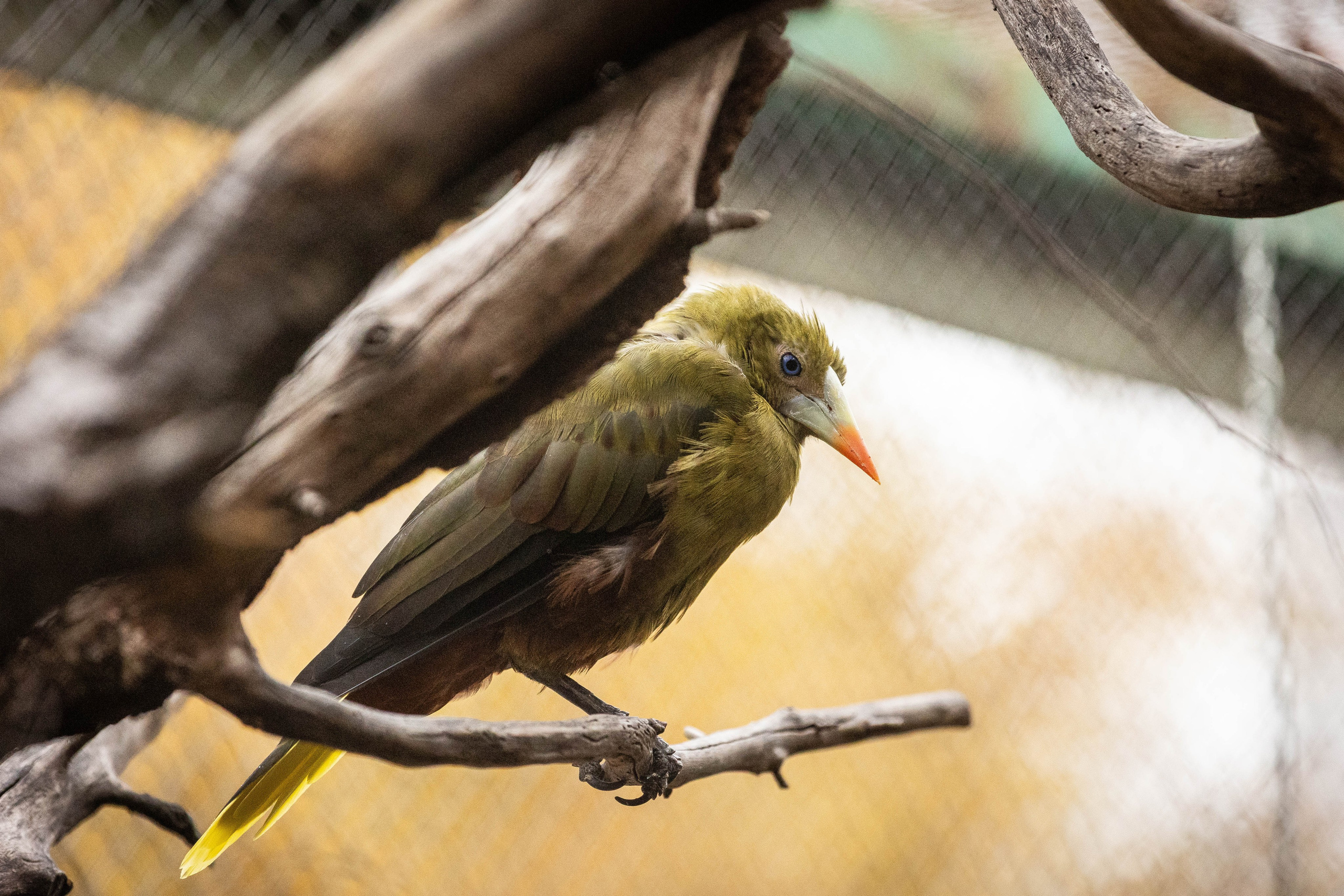 Зоопарк Малинки. Фотограф-АниМалист Анна Абрамова