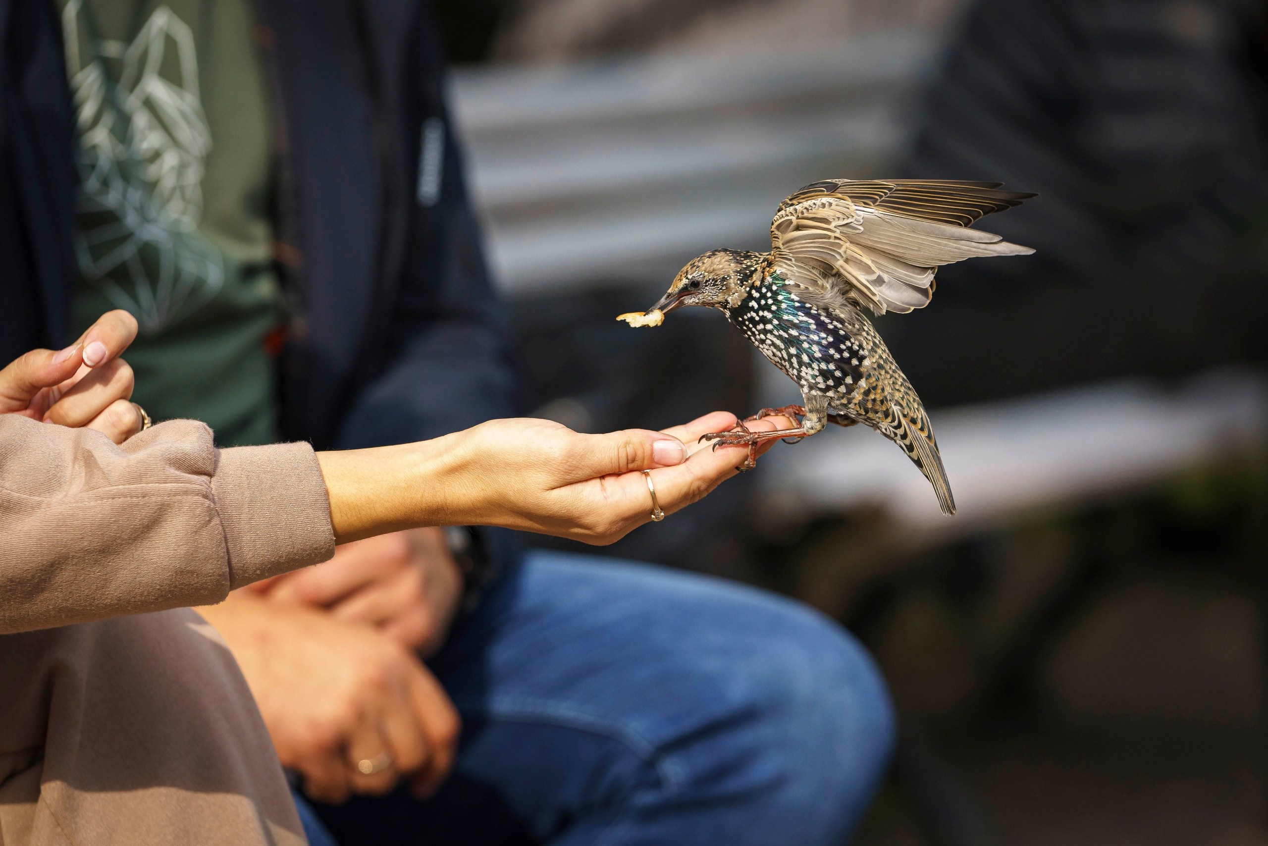 ФЕСС-ФОТО/ВИДЕО