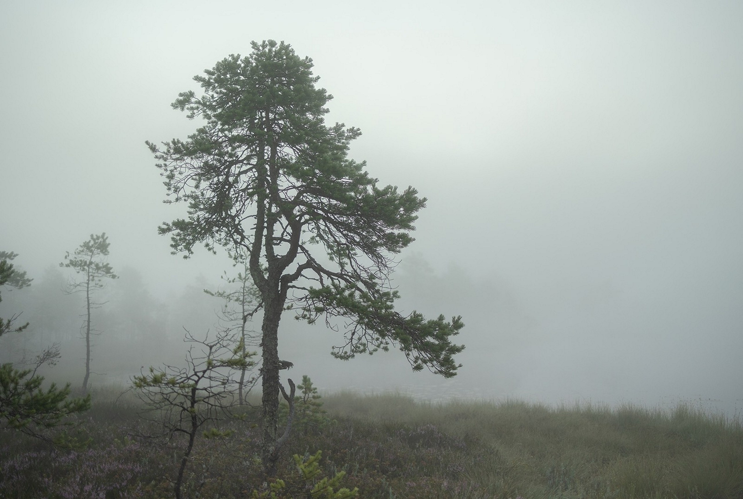 Карельский Перешеек. Фотограф Владимир Медведев