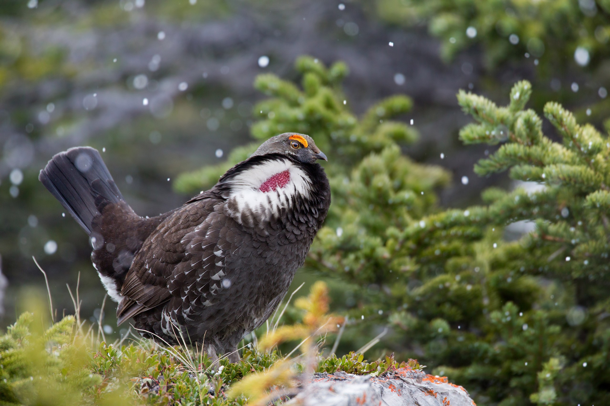 Канада. Фотограф Владимир Медведев