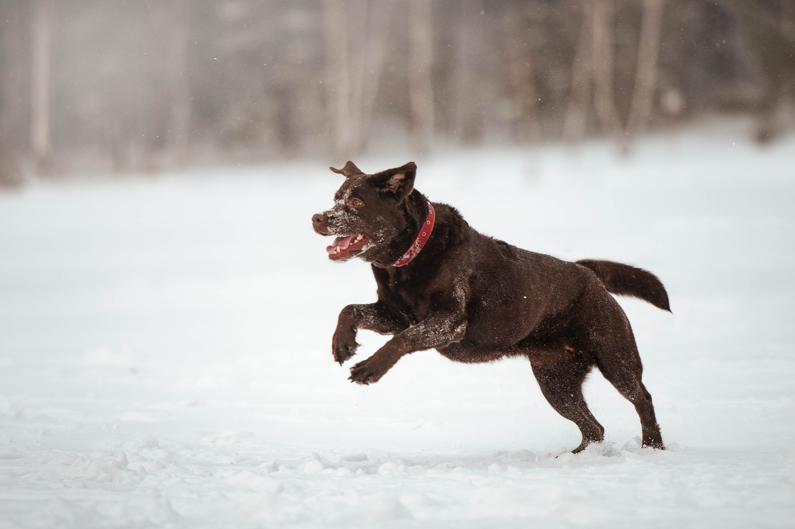 Прогулка на Лыткаринском карьере. Фотограф-анималист