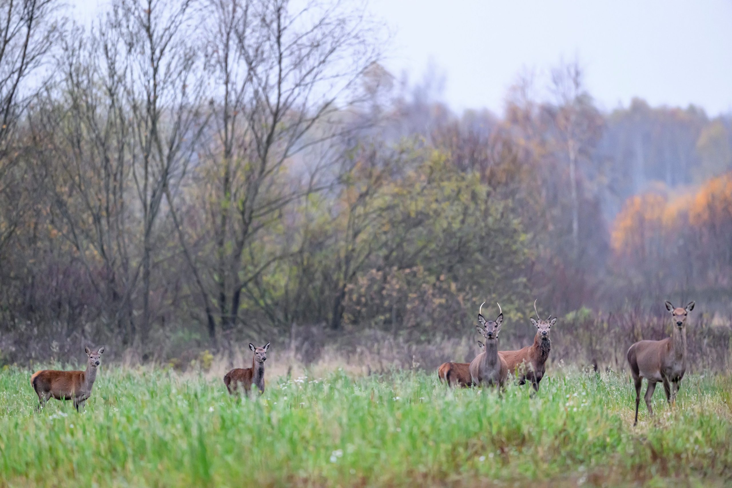Олени III. Wildlife photography by Sergey Puponin