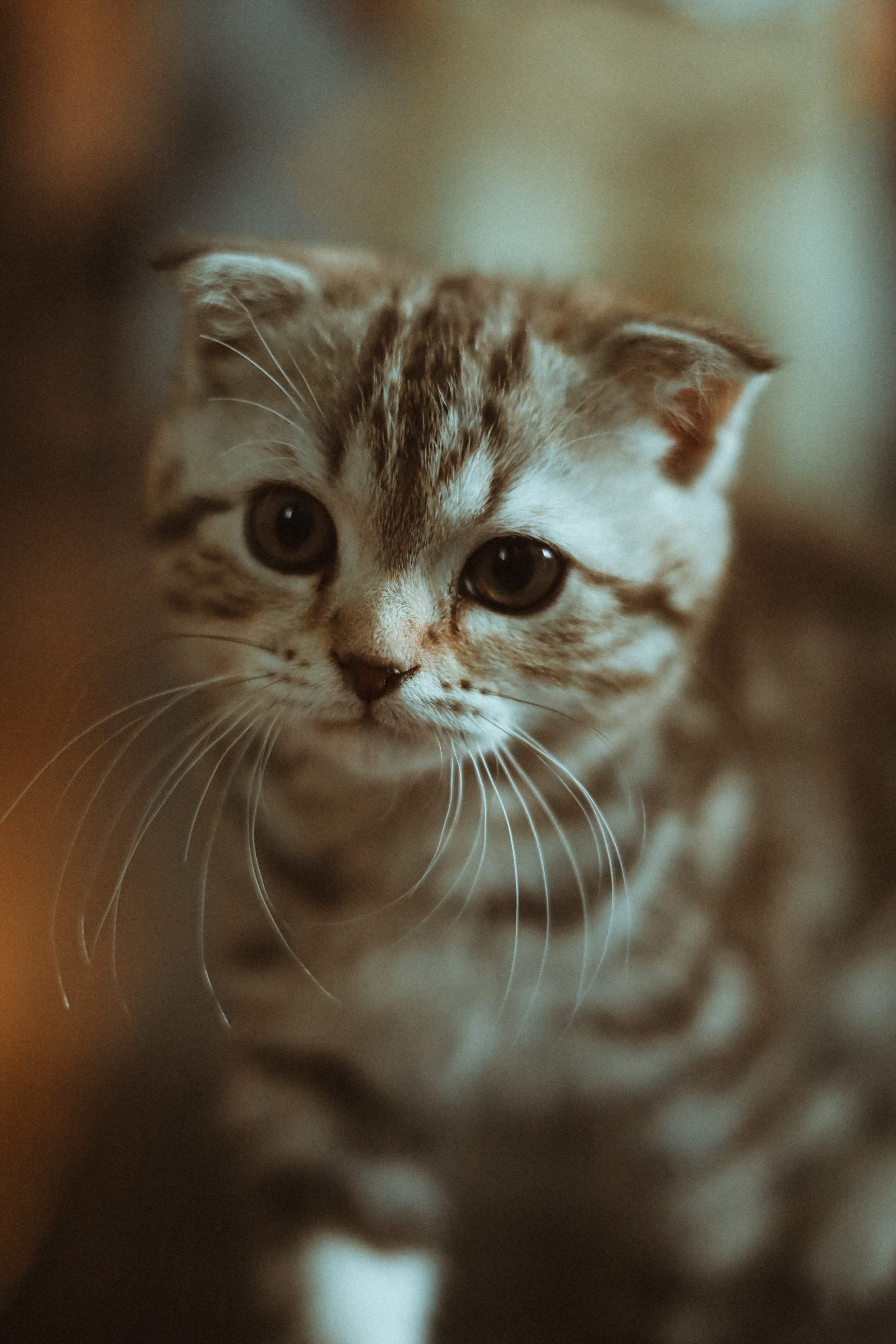 Домашняя. Фотограф Оксана Пономарева