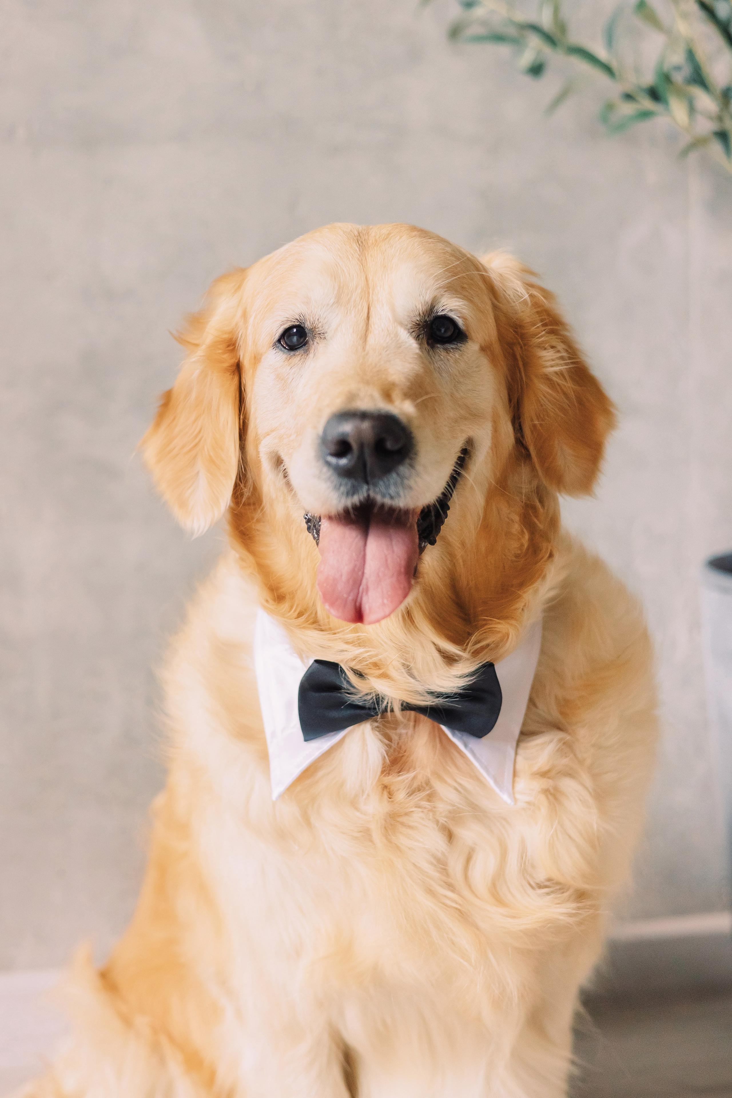 Магазин Friend of mine. Фотограф-анималист Елена Радченко, Москва