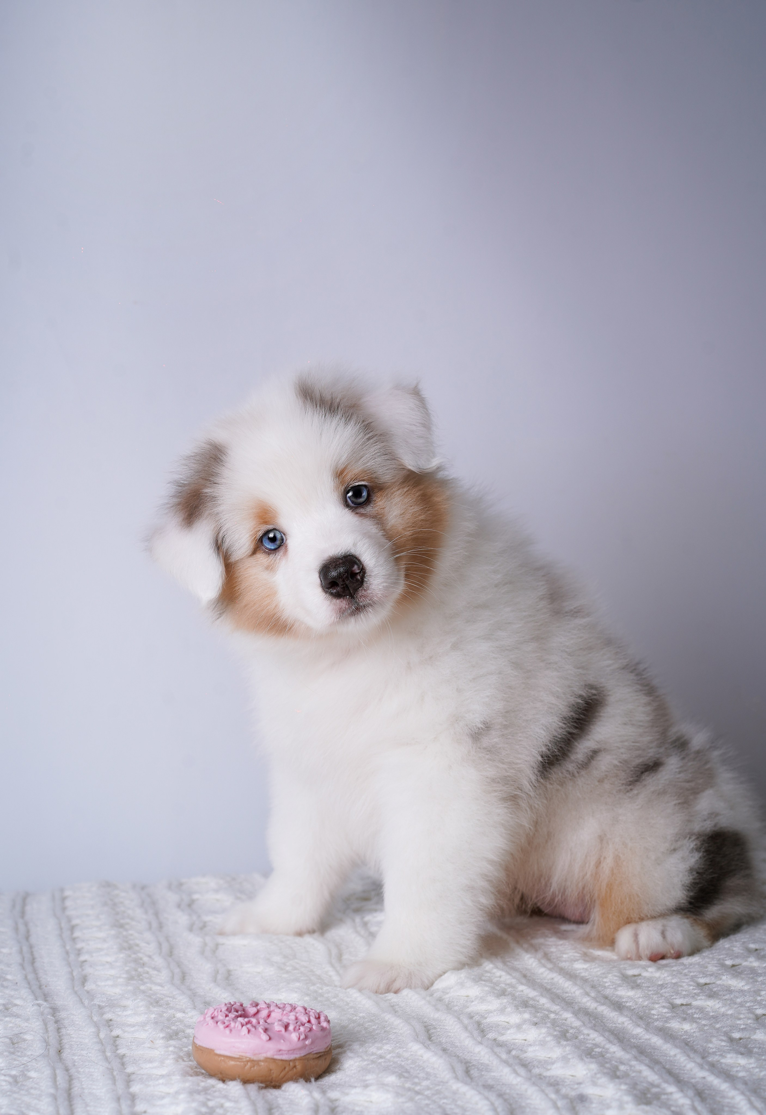 Щенки аусси. Фотограф-анималист в Санкт-Петербурге Яна Мартынова