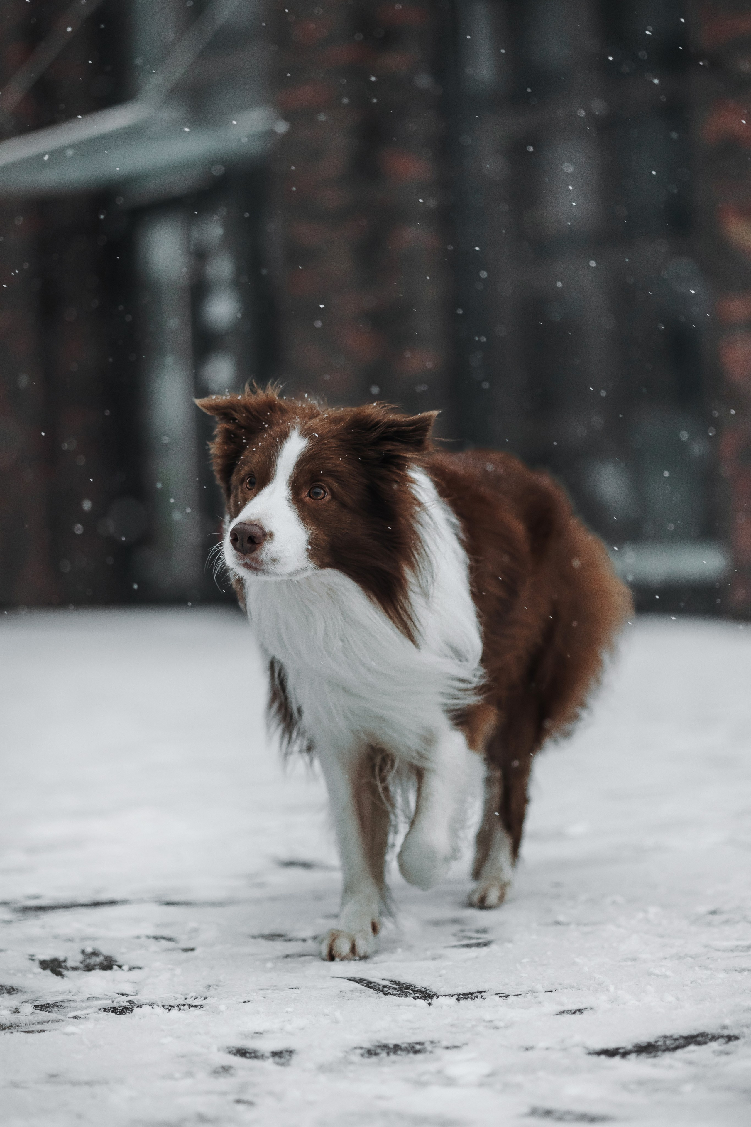 Маша и Брауни. Фотограф-анималист в Санкт-Петербурге Алина Яхонт