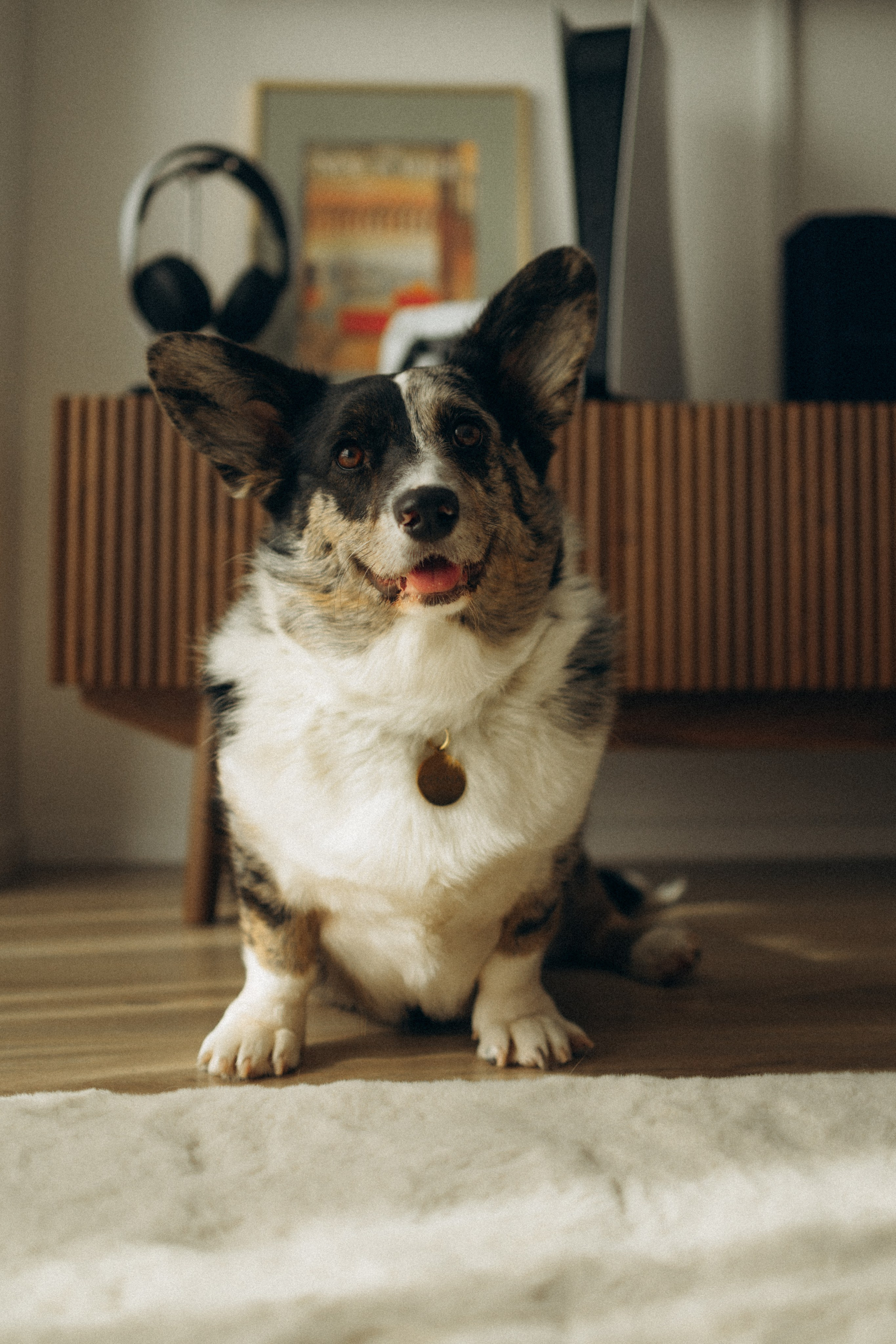 Бэлла, Деми и Луна. Фотораф — анималист Мария Шистка