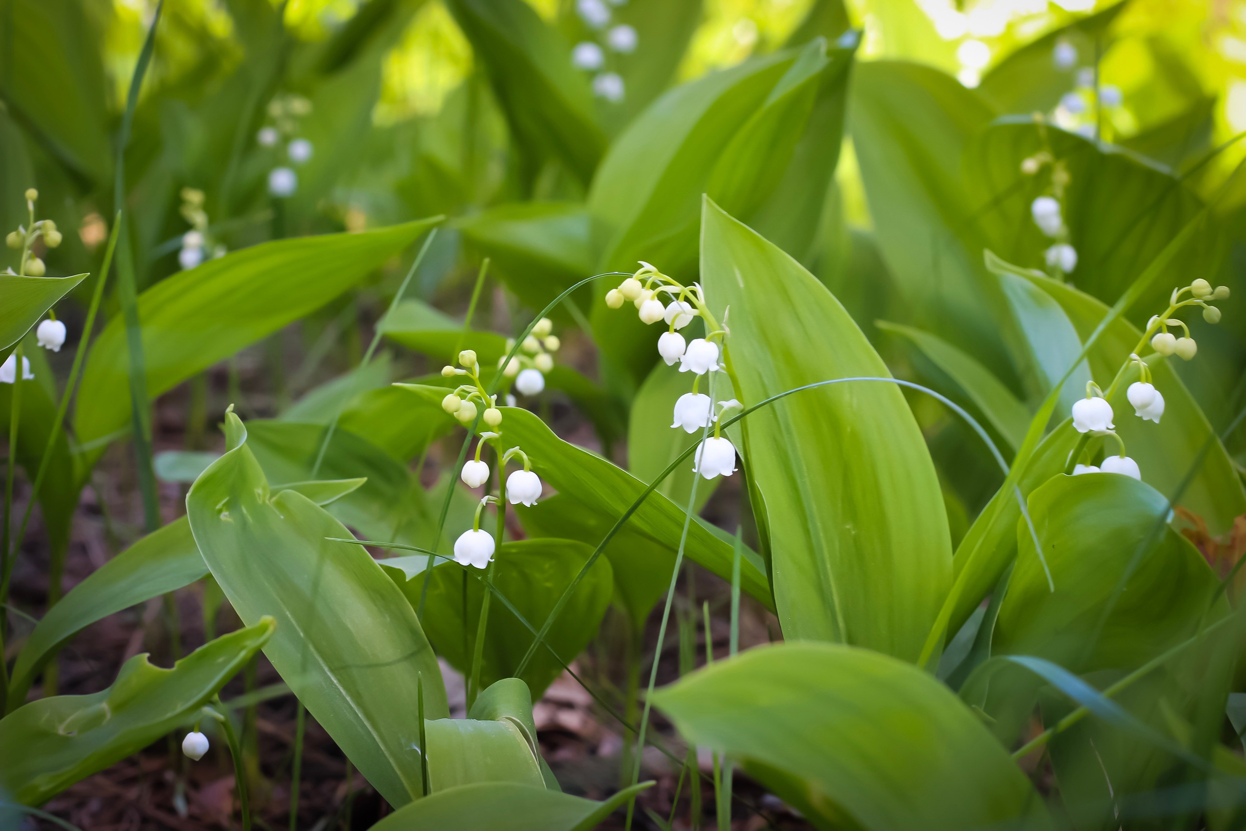 Природа. Polyframe