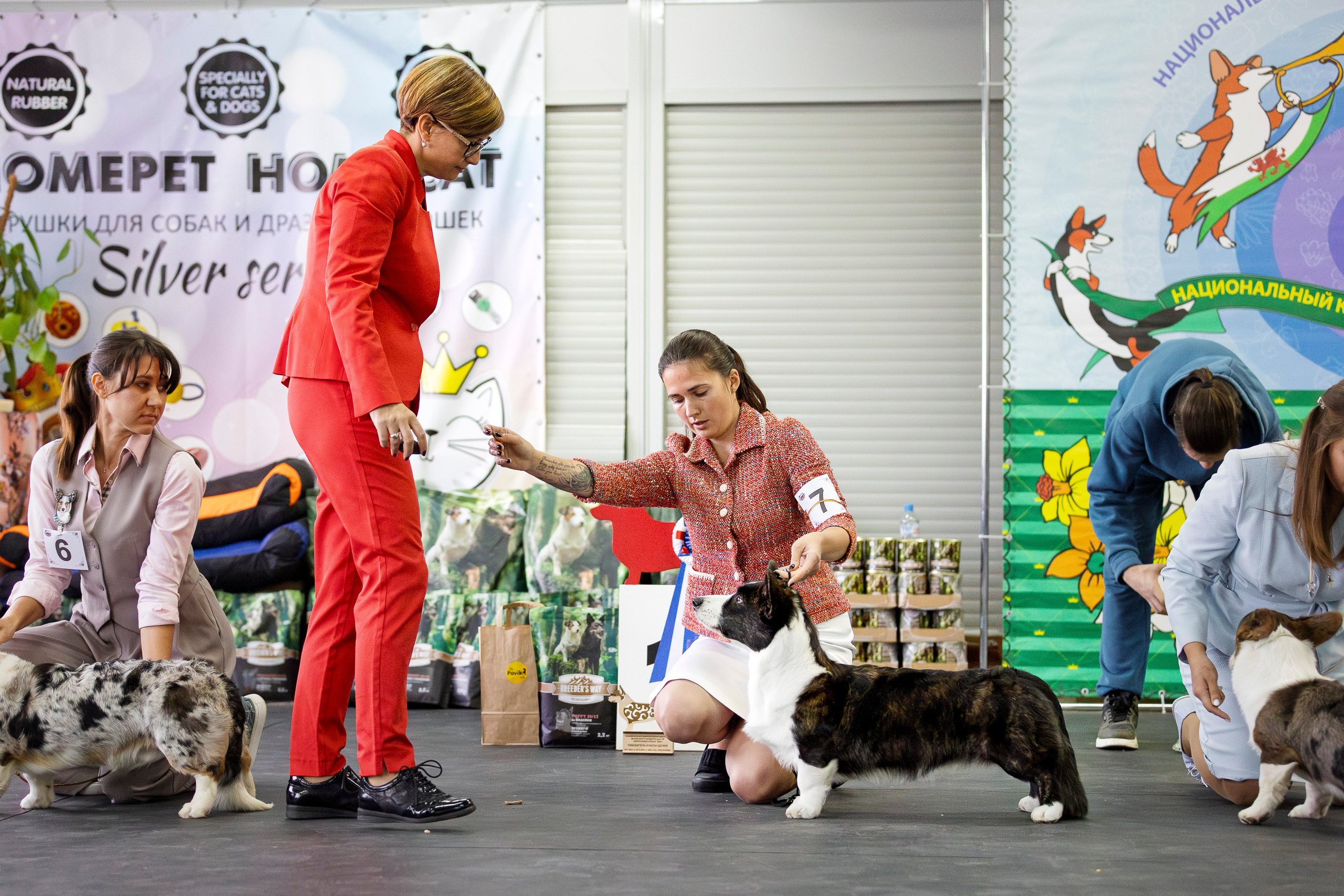 Националка ВКК 2024. Фотограф анималист, семейный фотограф, фотограф собак Комратова Мария. г. Москва