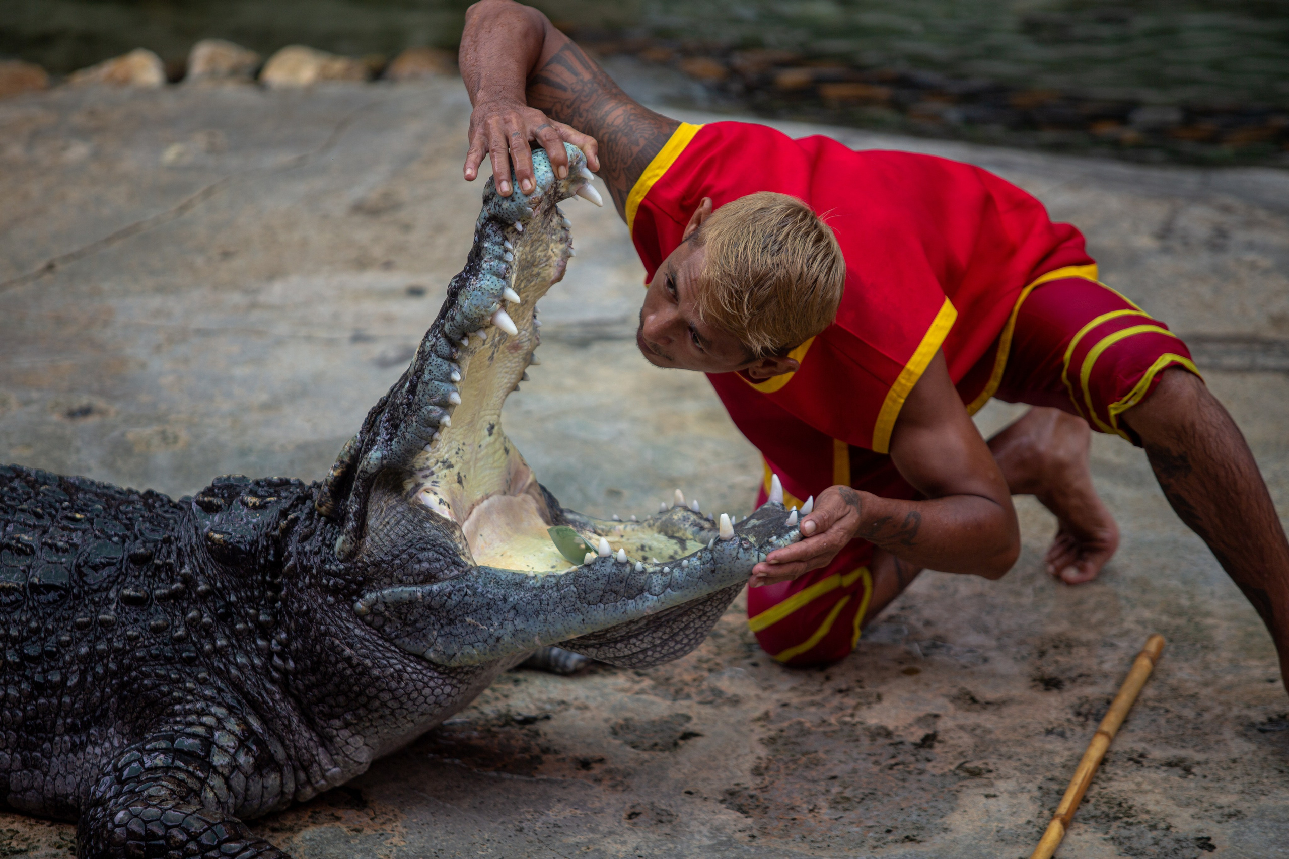 Samut Prakan Crocodile Farm & Zoo. Photographer Sonkina Tatiana (Tanya Ash)