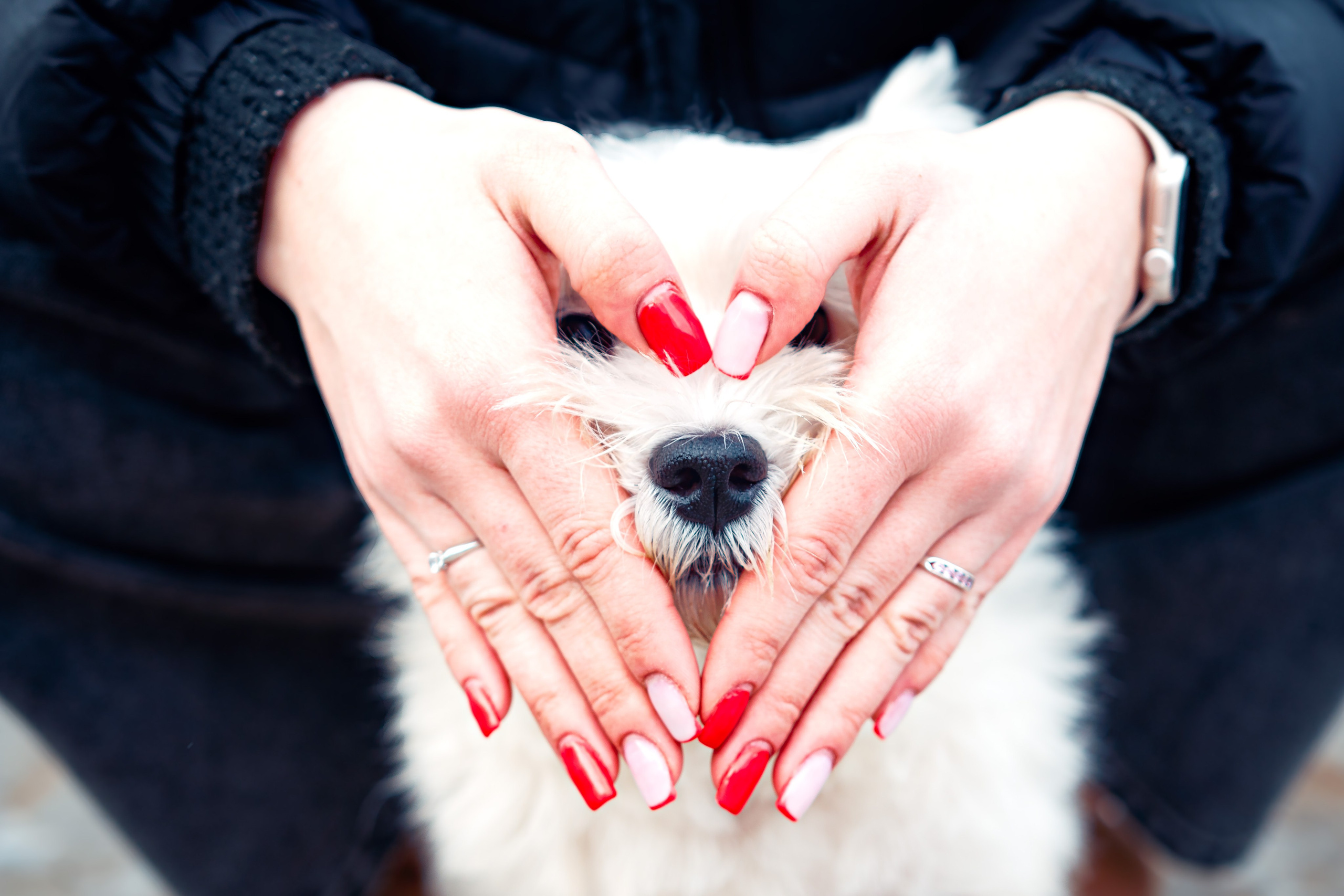 Фотосессия с щенком Минск