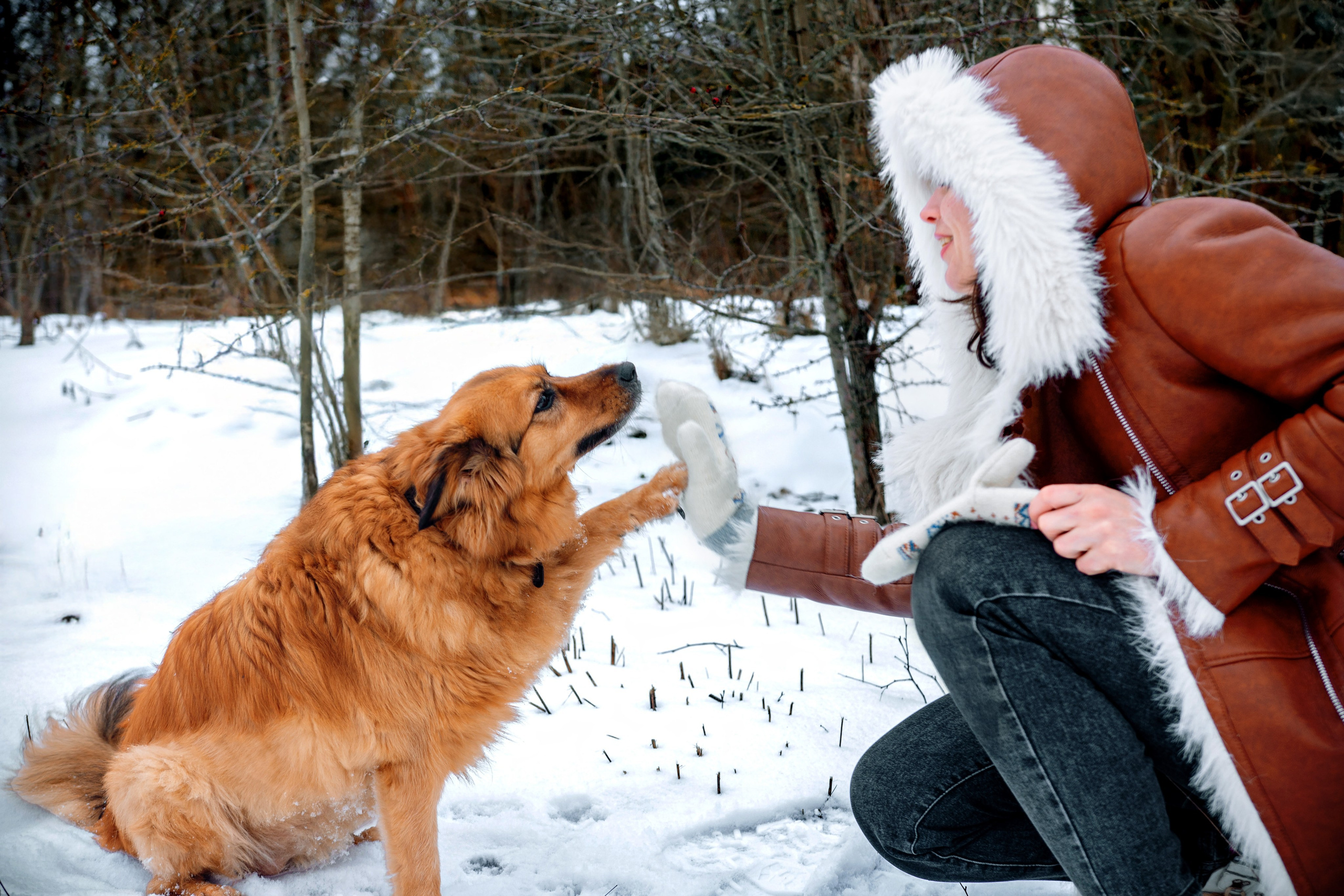 Фотосессия с собакой в зимнем лесу