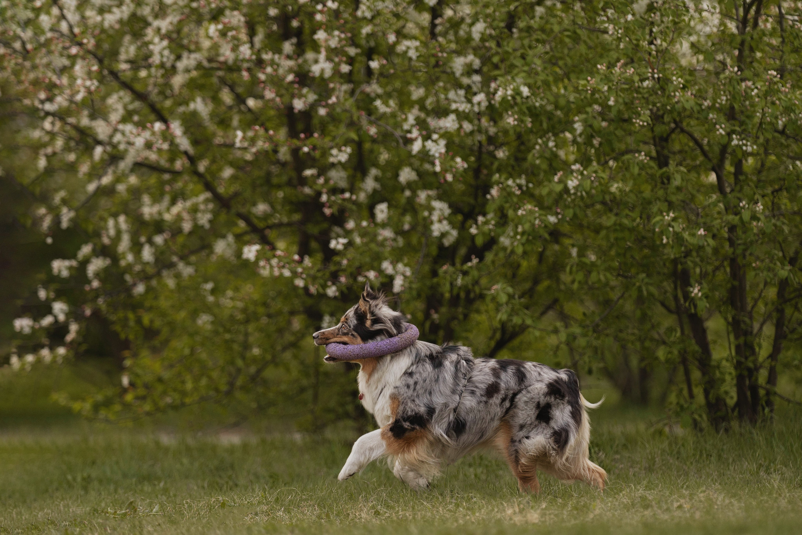 Николай и его девчонки. Kameramotor74