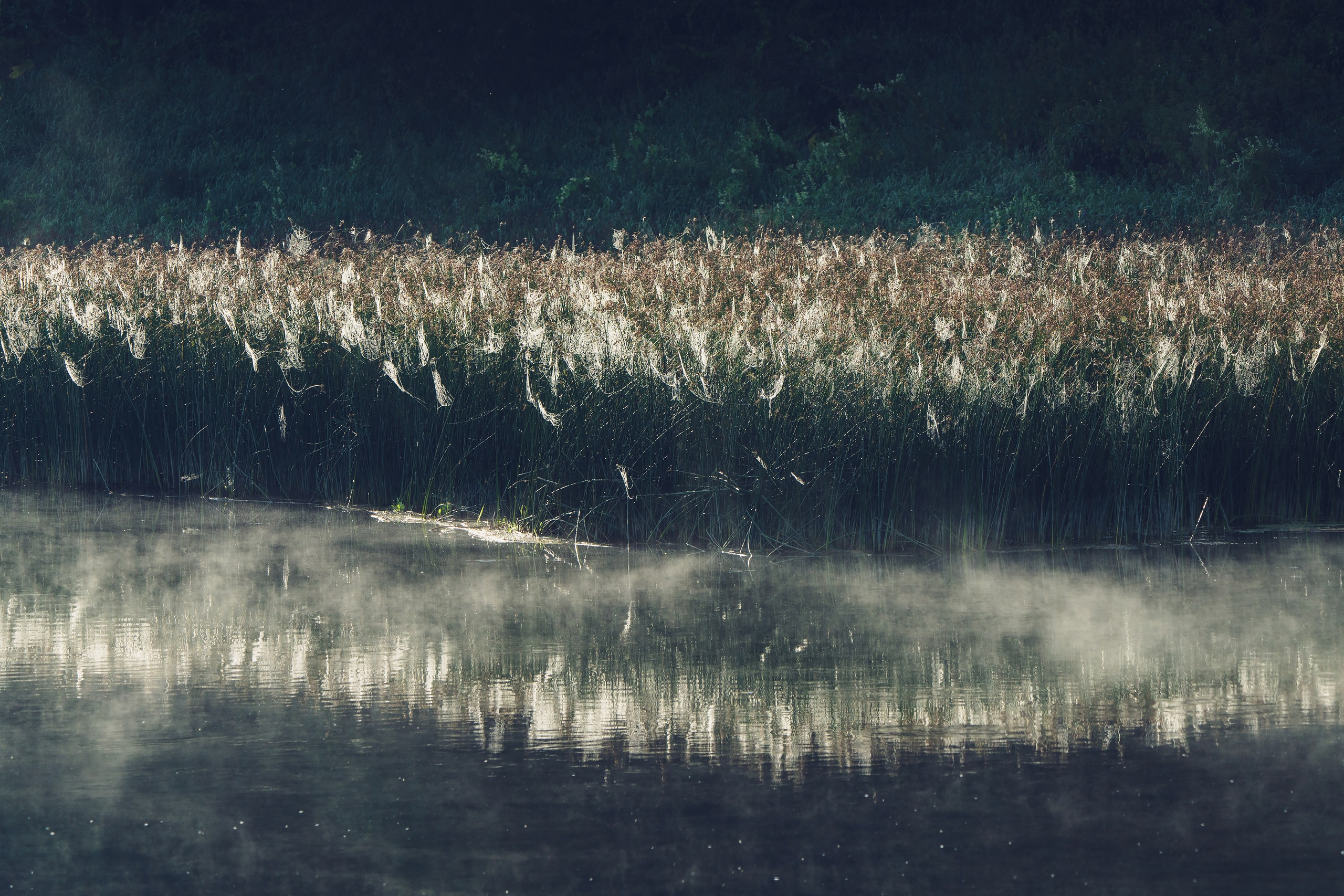 Фотографии Национальный парк Угра. Фотограф спортивные события, недвижимость, турбизнес