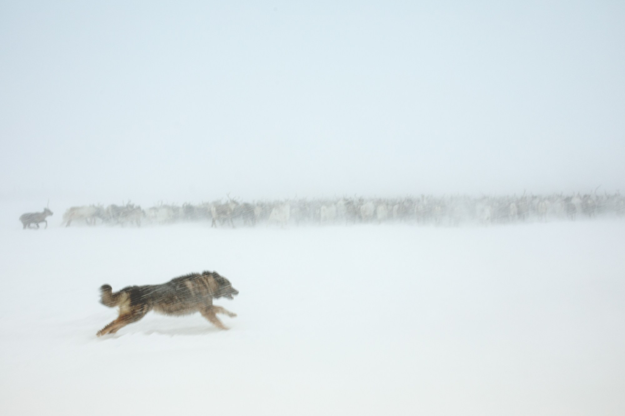 Кораль. На север к оленям. Репортажный фотограф в Сочи — Михаил Мордасов